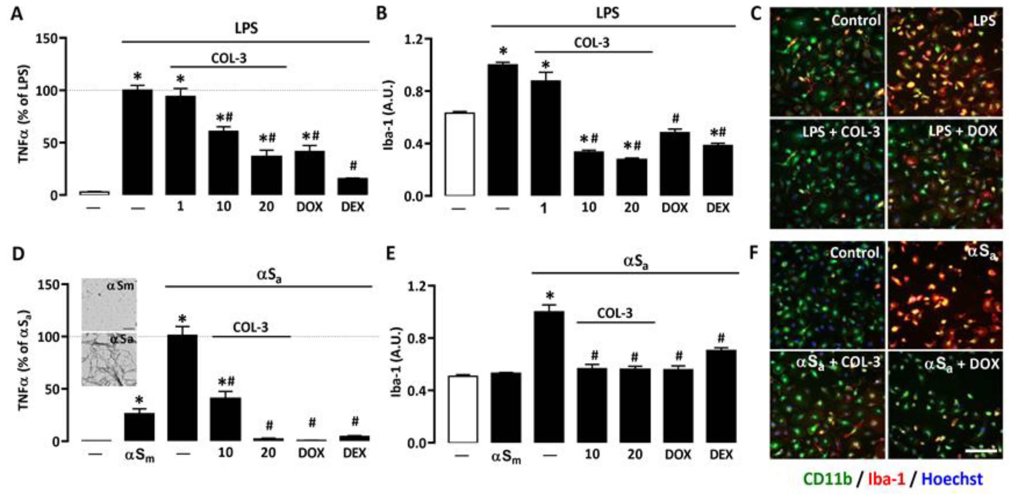 Cells 10 02163 g002 550