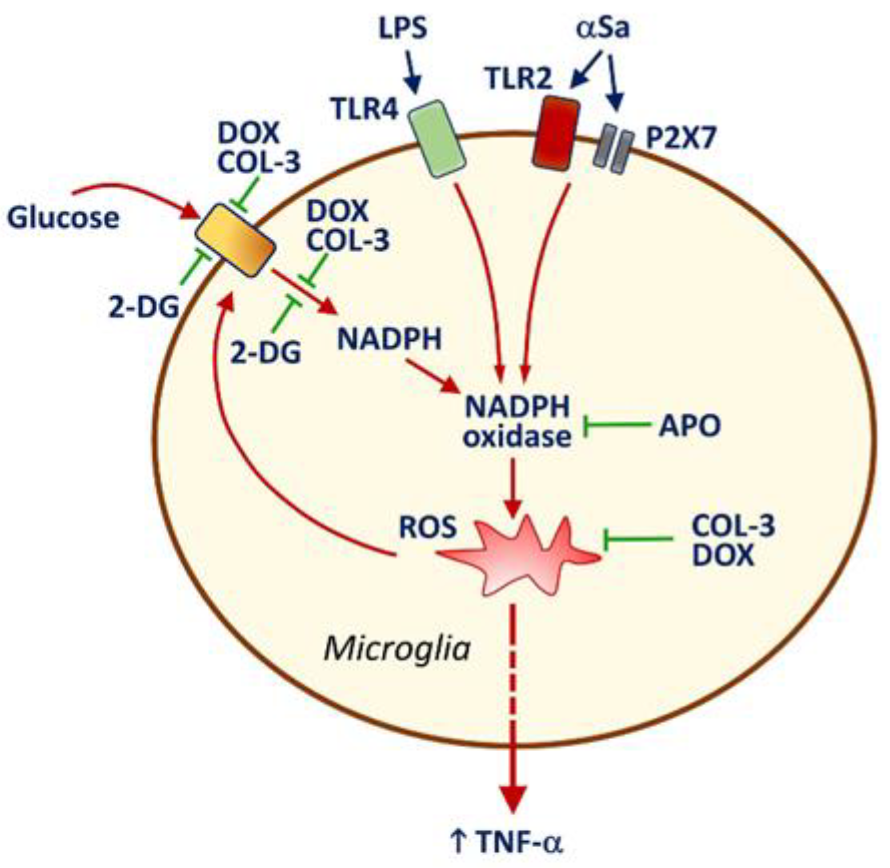 Cells 10 02163 g007 550