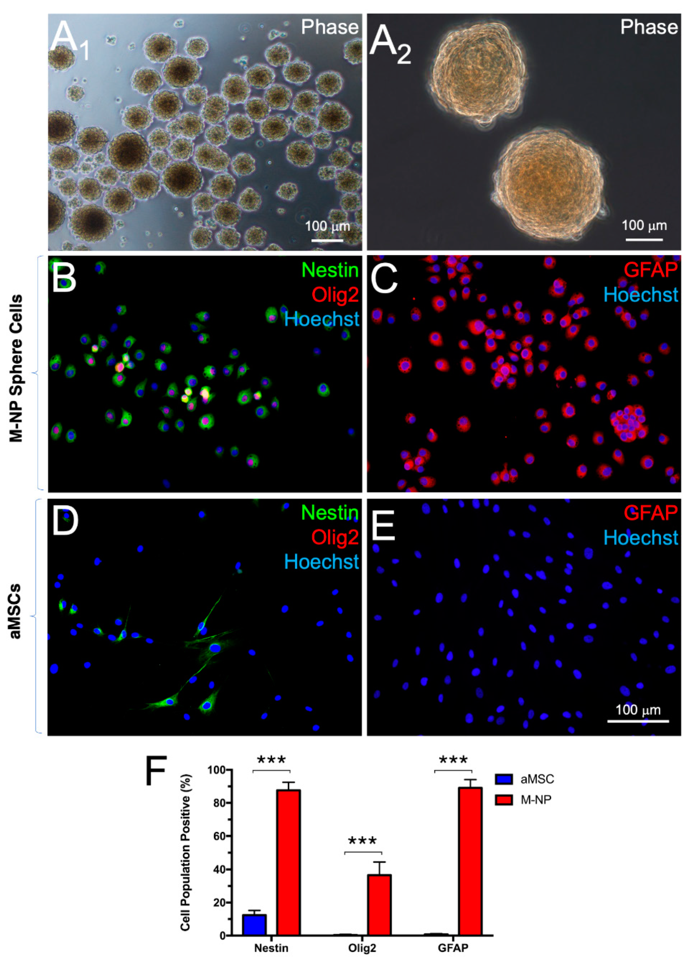 Cells 10 02166 g002 Cells 10 02166 g002
