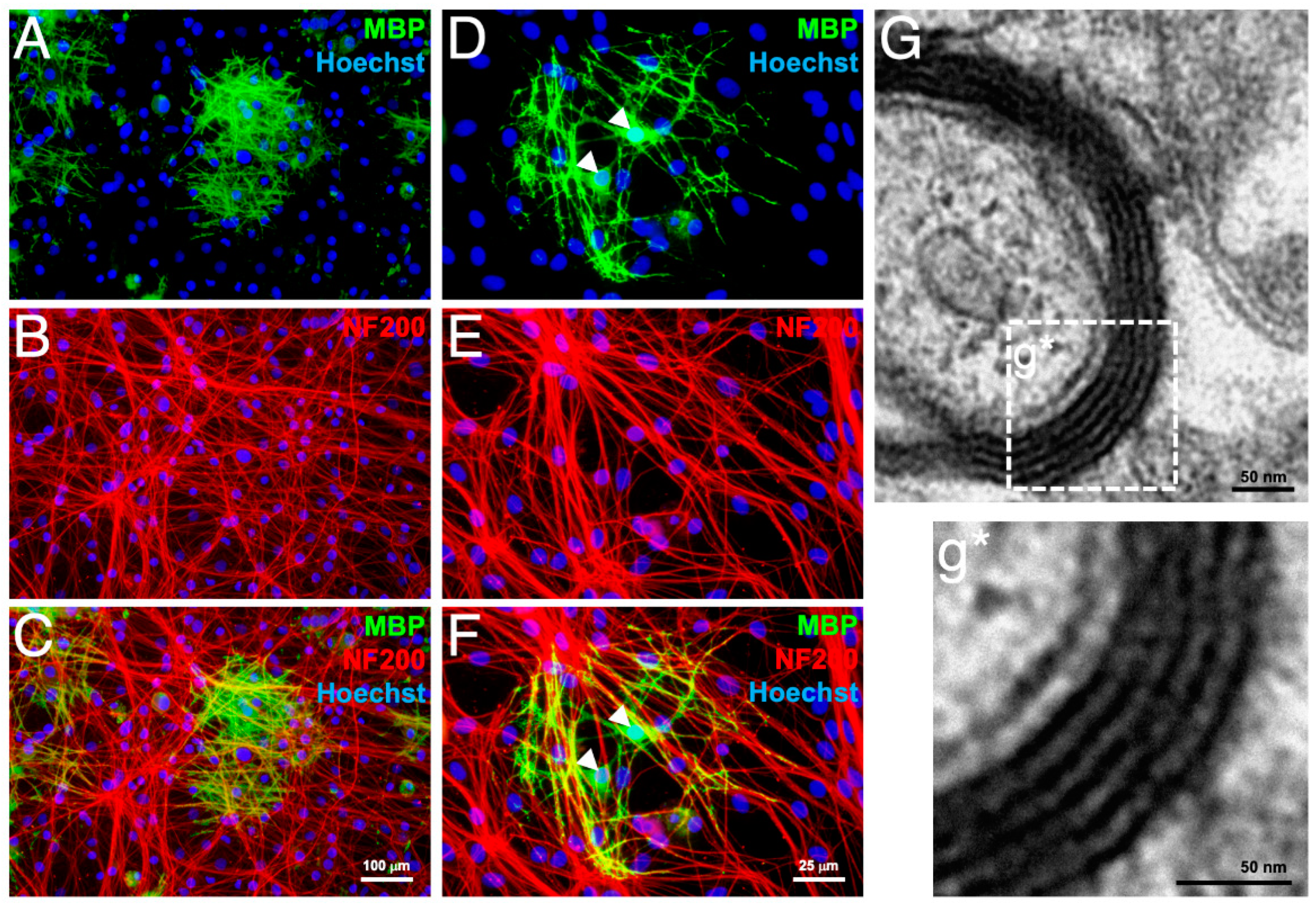 Cells 10 02166 g004 Cells 10 02166 g004