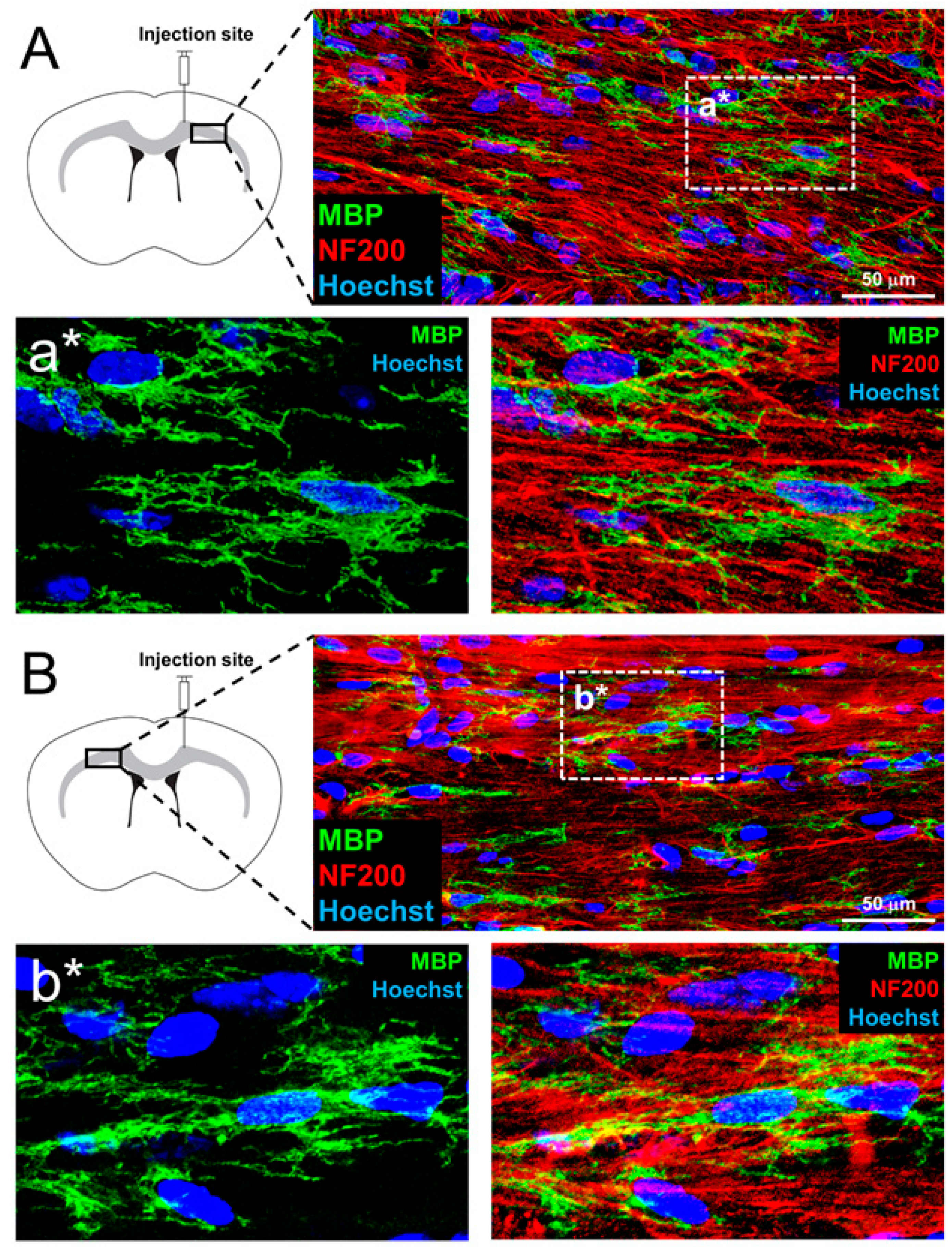 Cells 10 02166 g005 Cells 10 02166 g005