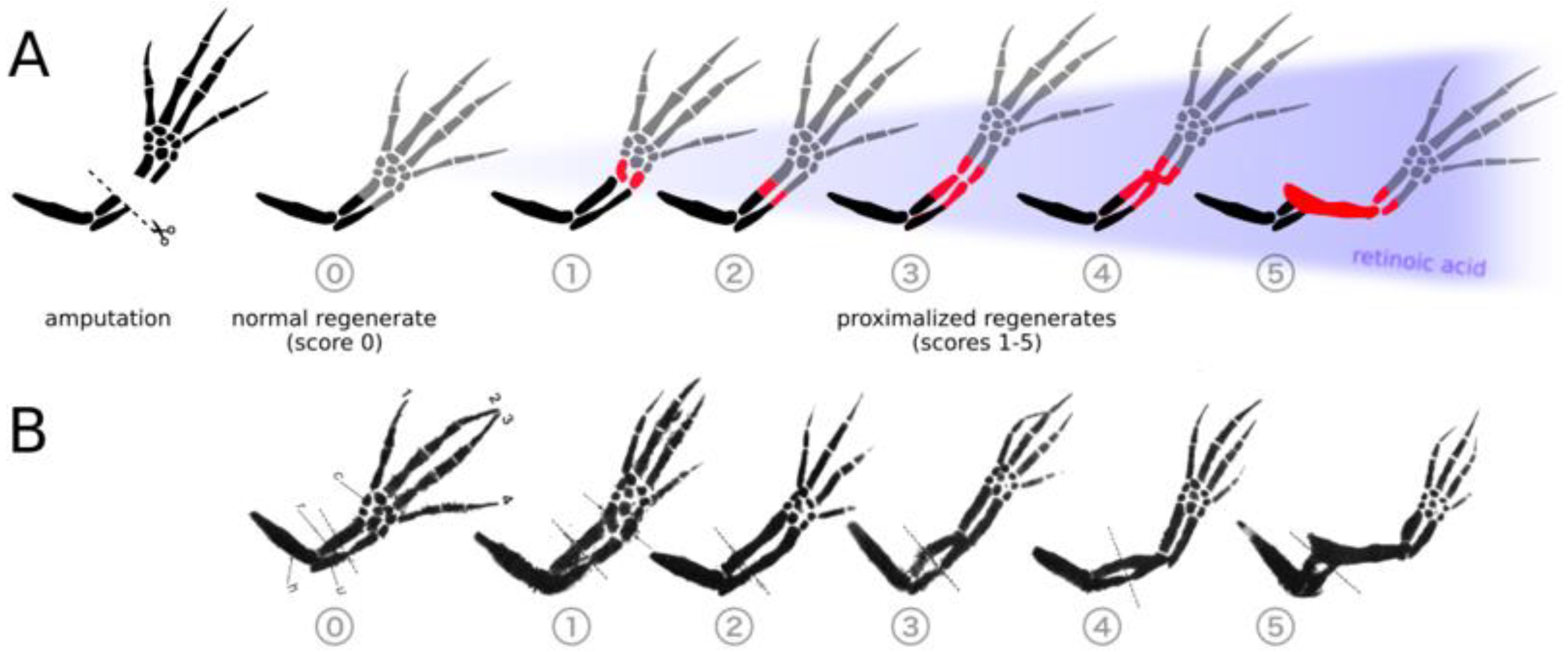 https://www.mdpi.com/cells/cells-10-02174/article_deploy/html/images/cells-10-02174-g001.png