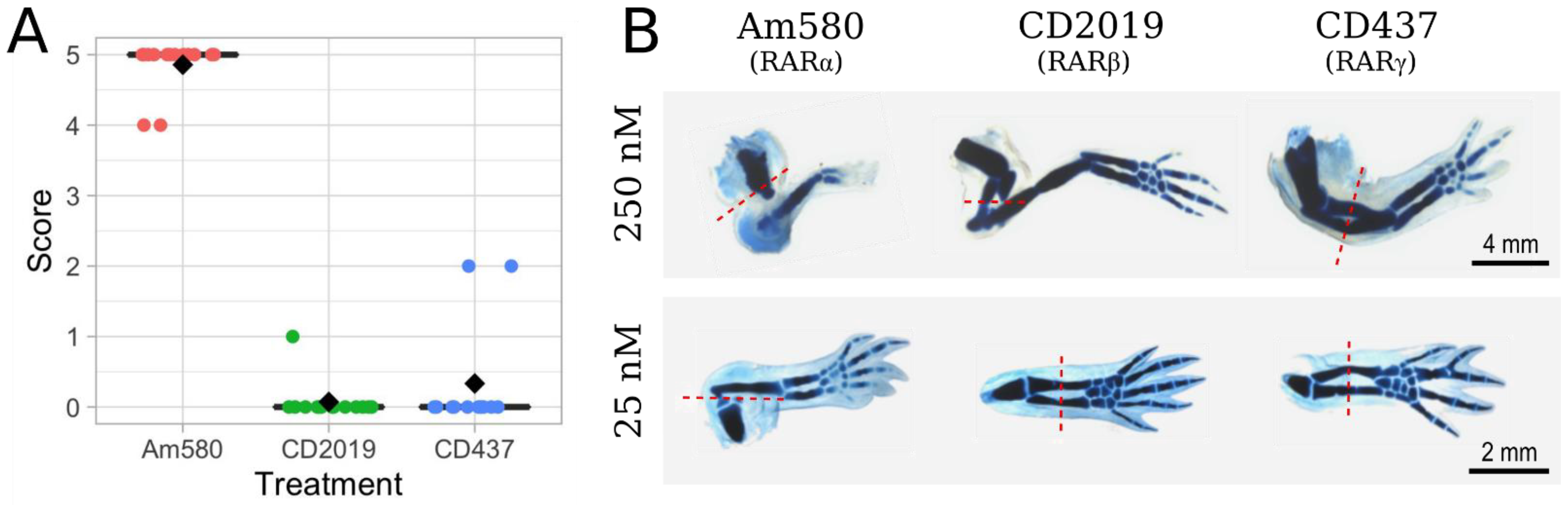 Cells 10 02174 g004 550
