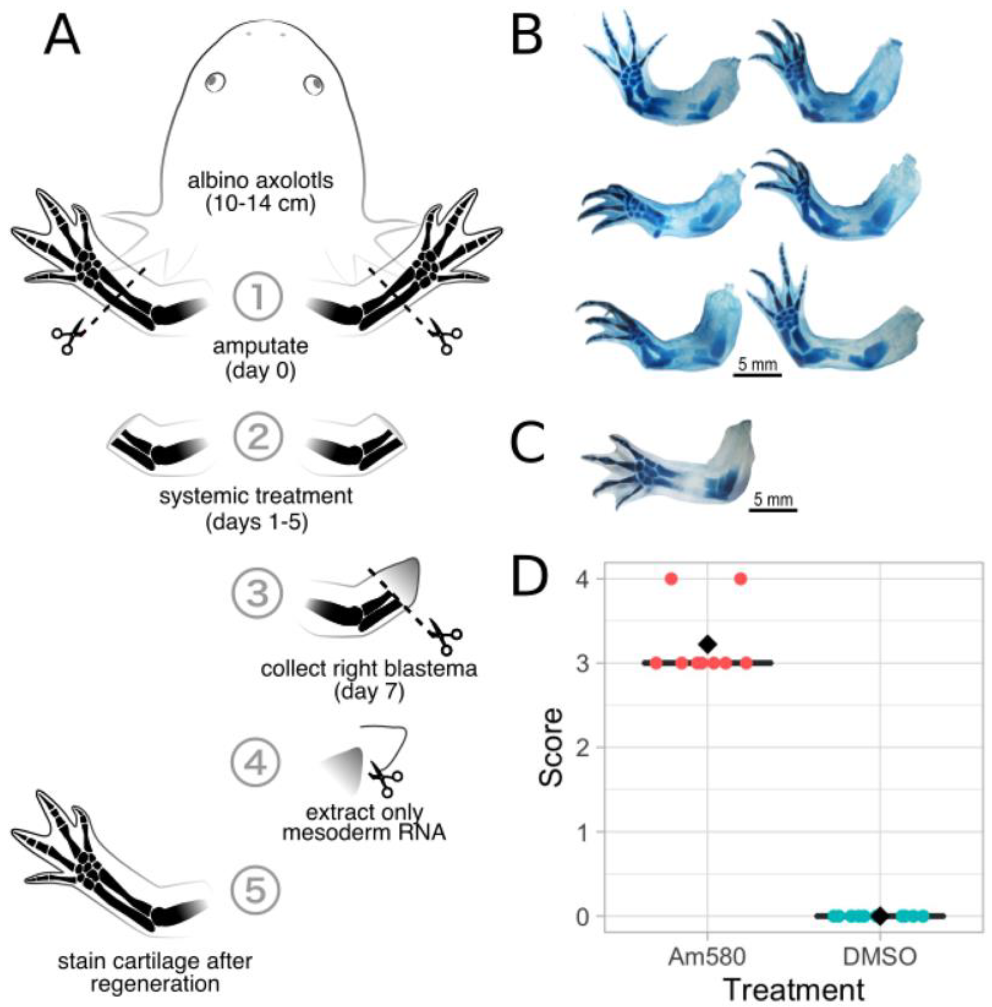 Cells 10 02174 g005 550