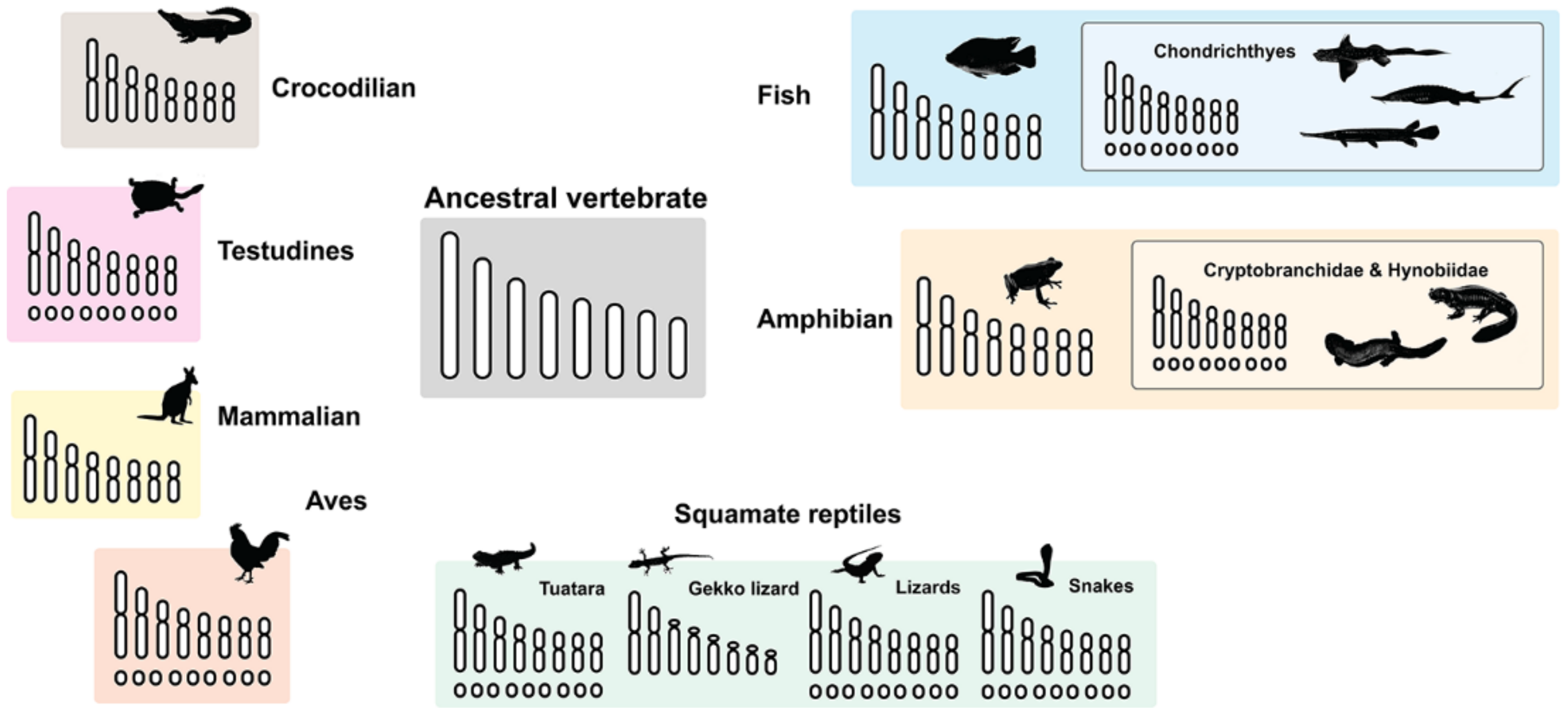 Cells Free Full Text Why Do Some Vertebrates Have Microchromosomes Html