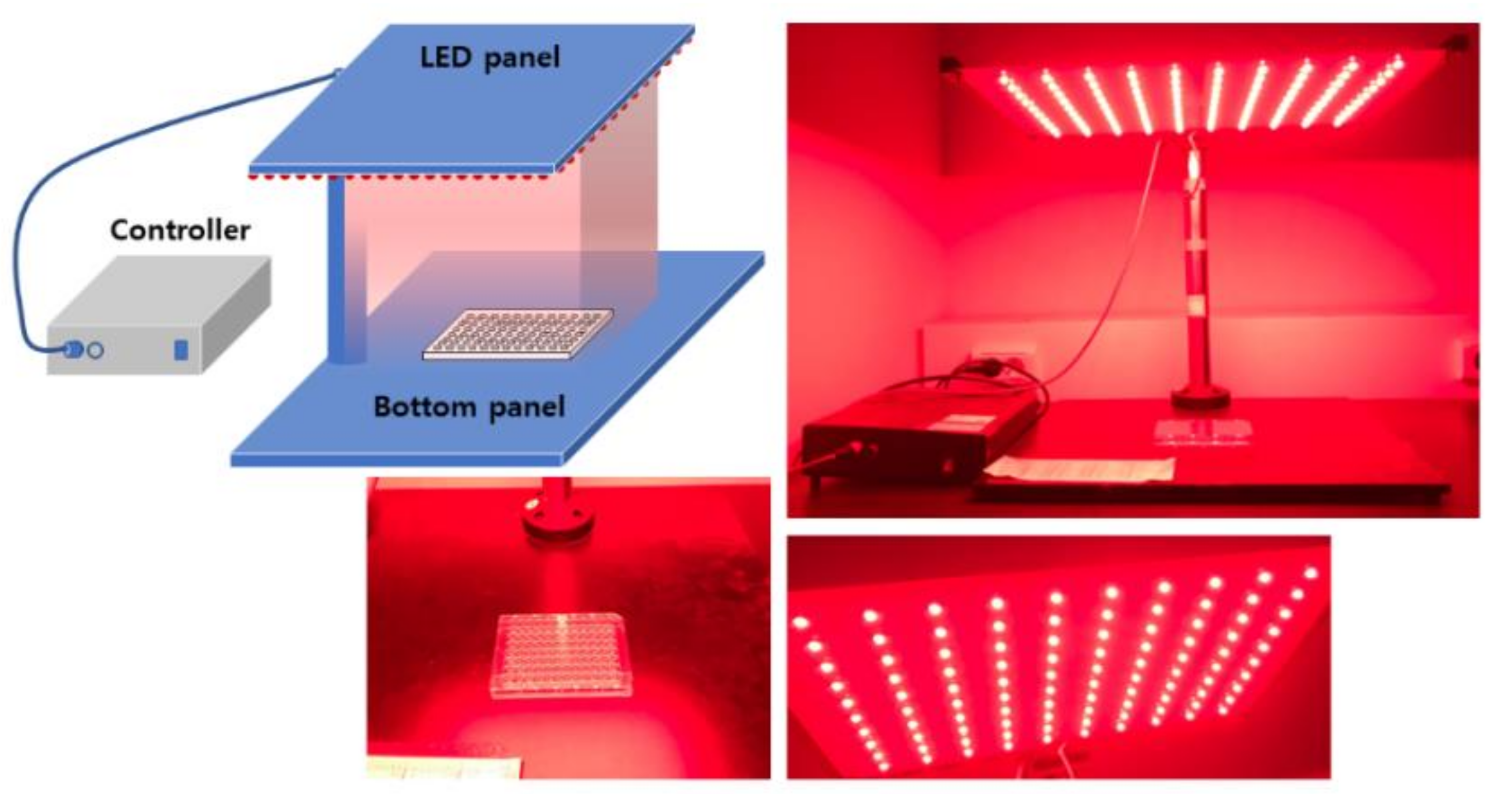 Cells 10 02190 sch001 Cells 10 02190 sch001