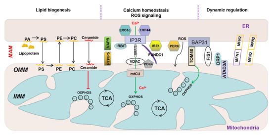 Mitochondrial signalling and homeostasis: from cell biology to