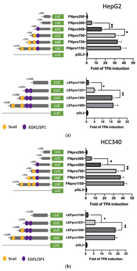 TY Snail Upregulates Transcription of FN, LEF, COX2, and COL1A1