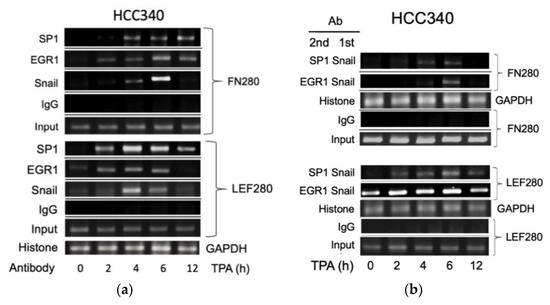 Snail Upregulates Transcription of FN, LEF, COX2, and COL1A1 Snail Upregulates Transcription of FN, LEF, COX2, and COL1A1