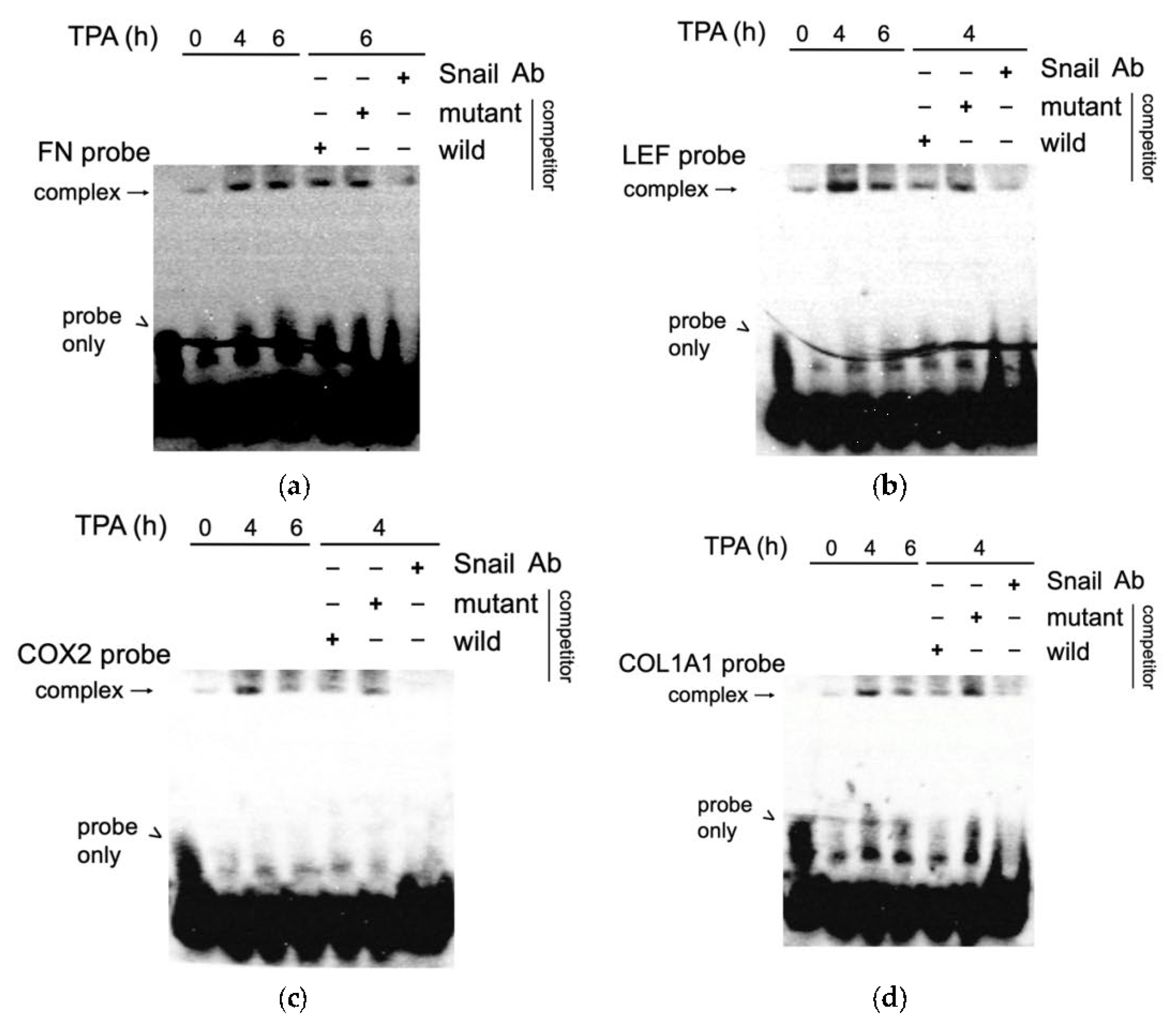 Cells | Free Full-Text | Snail Upregulates Transcription of FN 