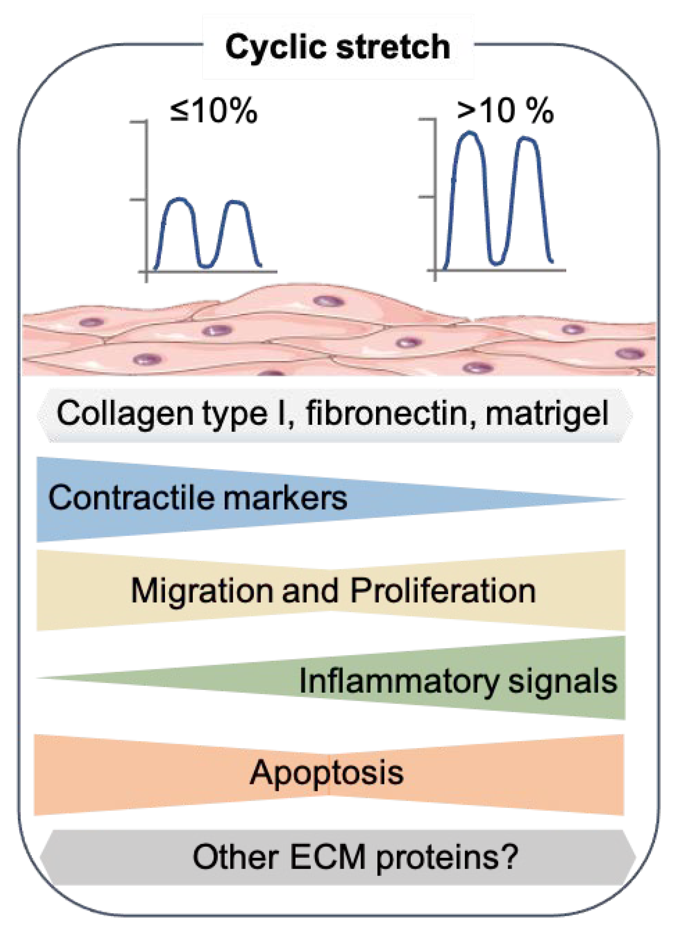 Cells 10 02209 g002