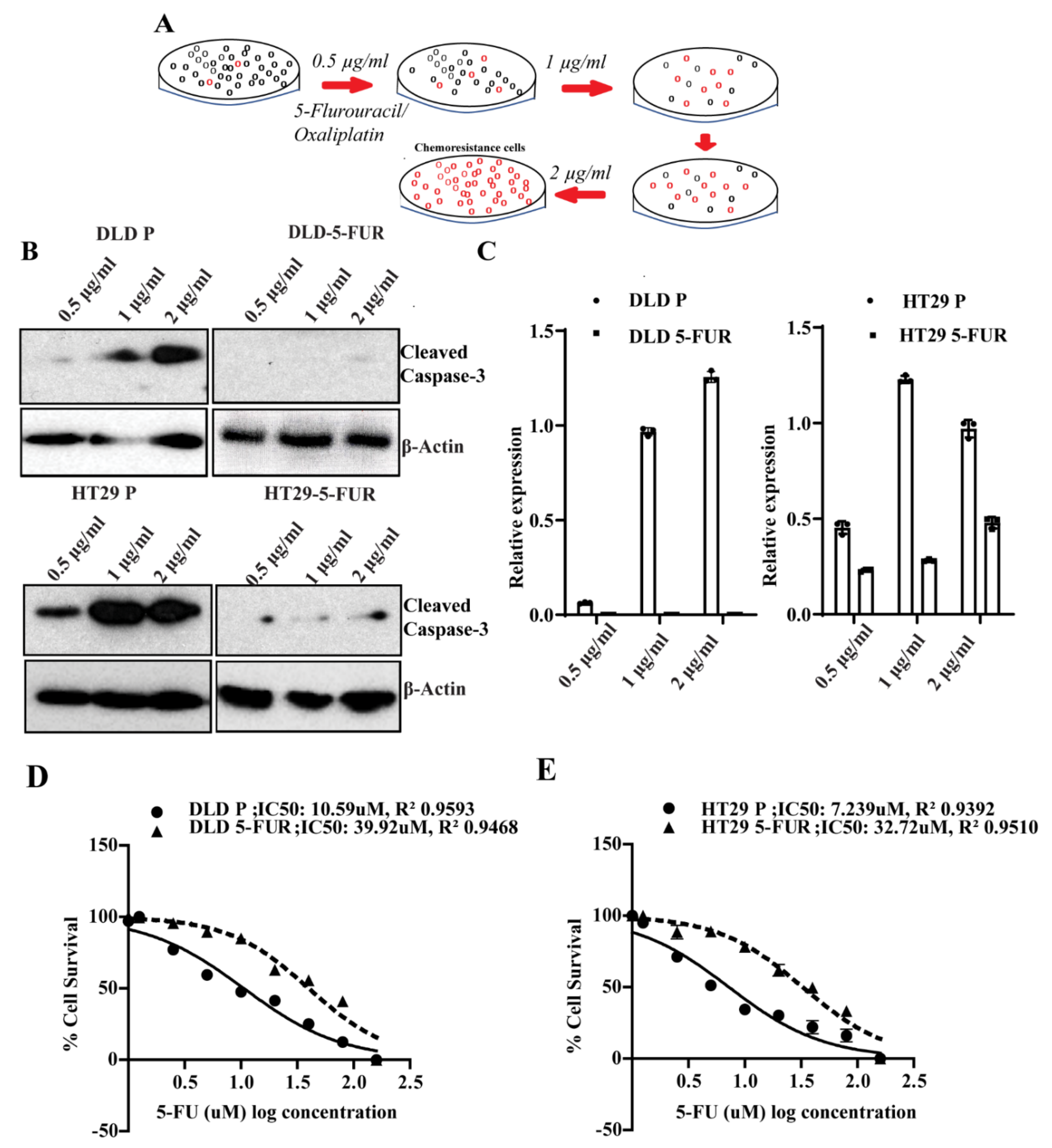 Cells 10 02211 g005 Cells 10 02211 g005