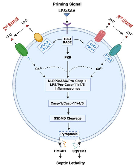 Endogenous Regulation and Pharmacological Modulation of Sepsis 