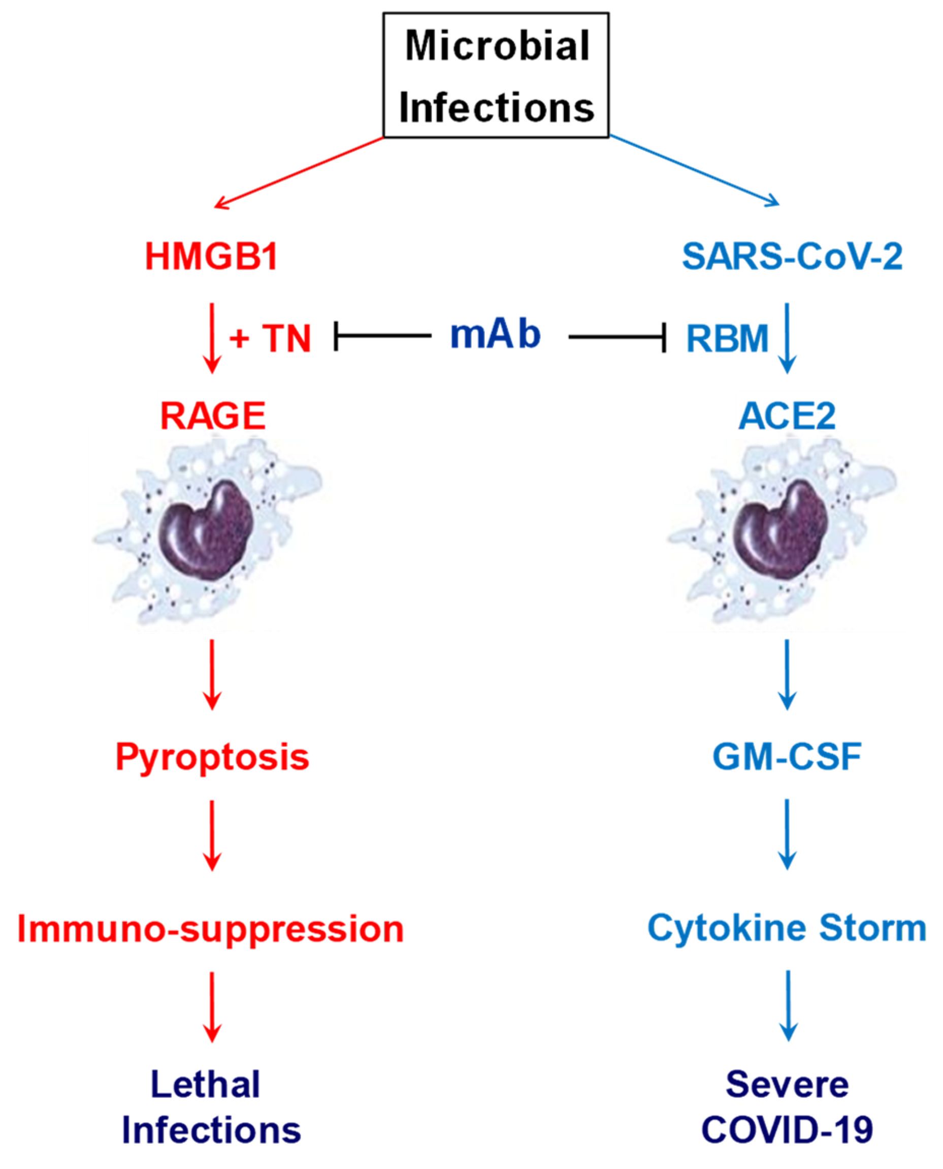 Cells 10 02220 g005 Cells 10 02220 g005