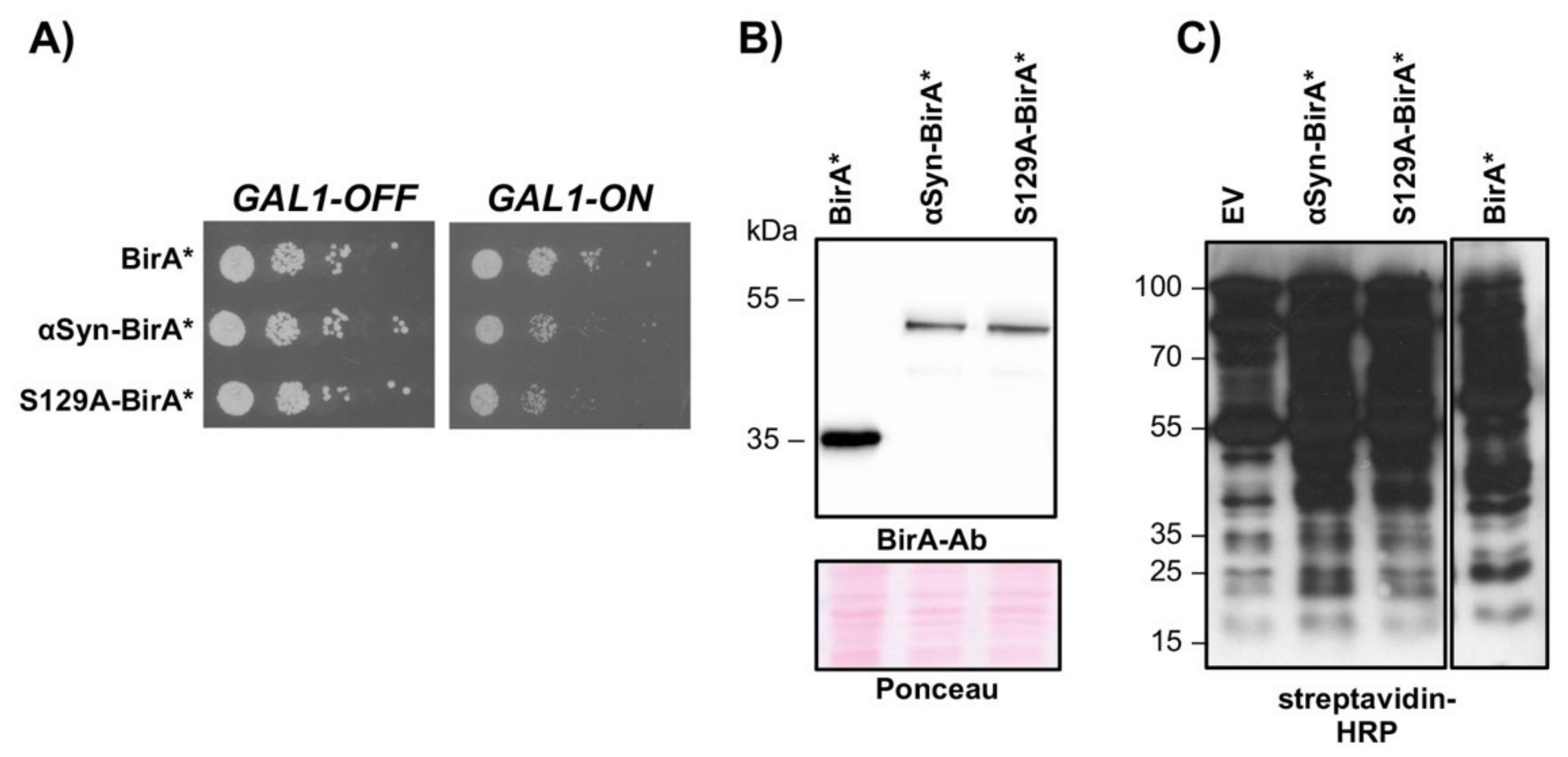 Cells 10 02229 g005 Cells 10 02229 g005