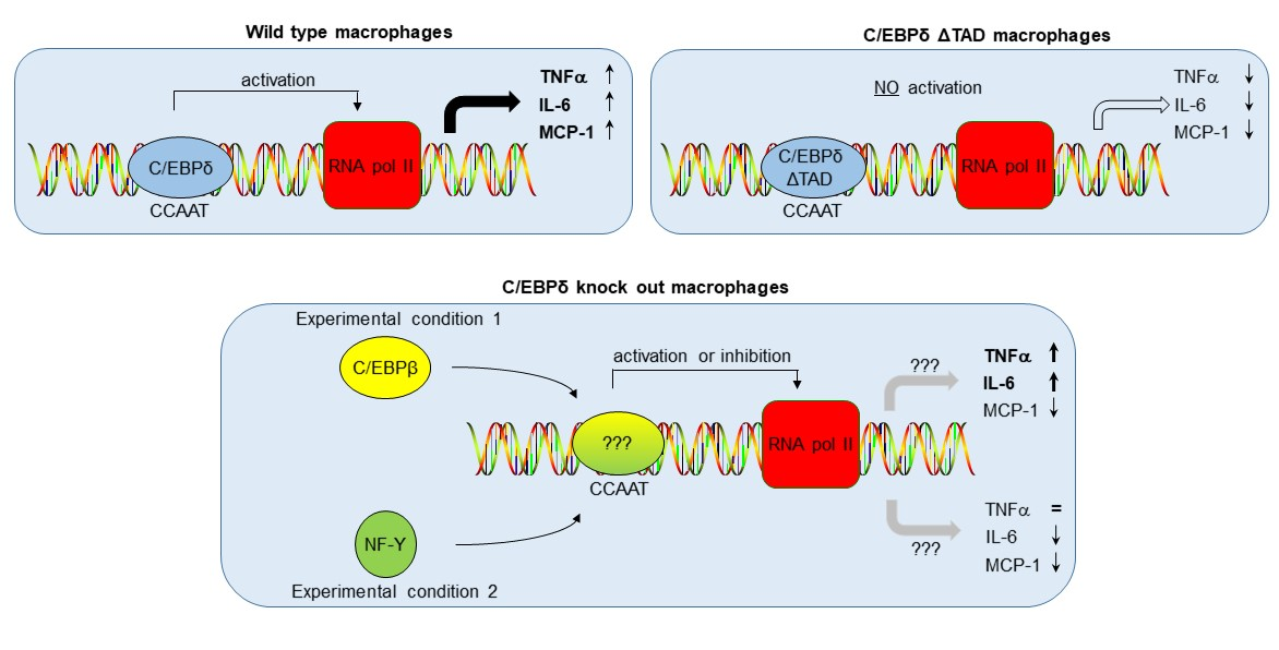 Cebp Cells | Free Full-Text | CEBPD Potentiates the Macrophage Inflammatory ...