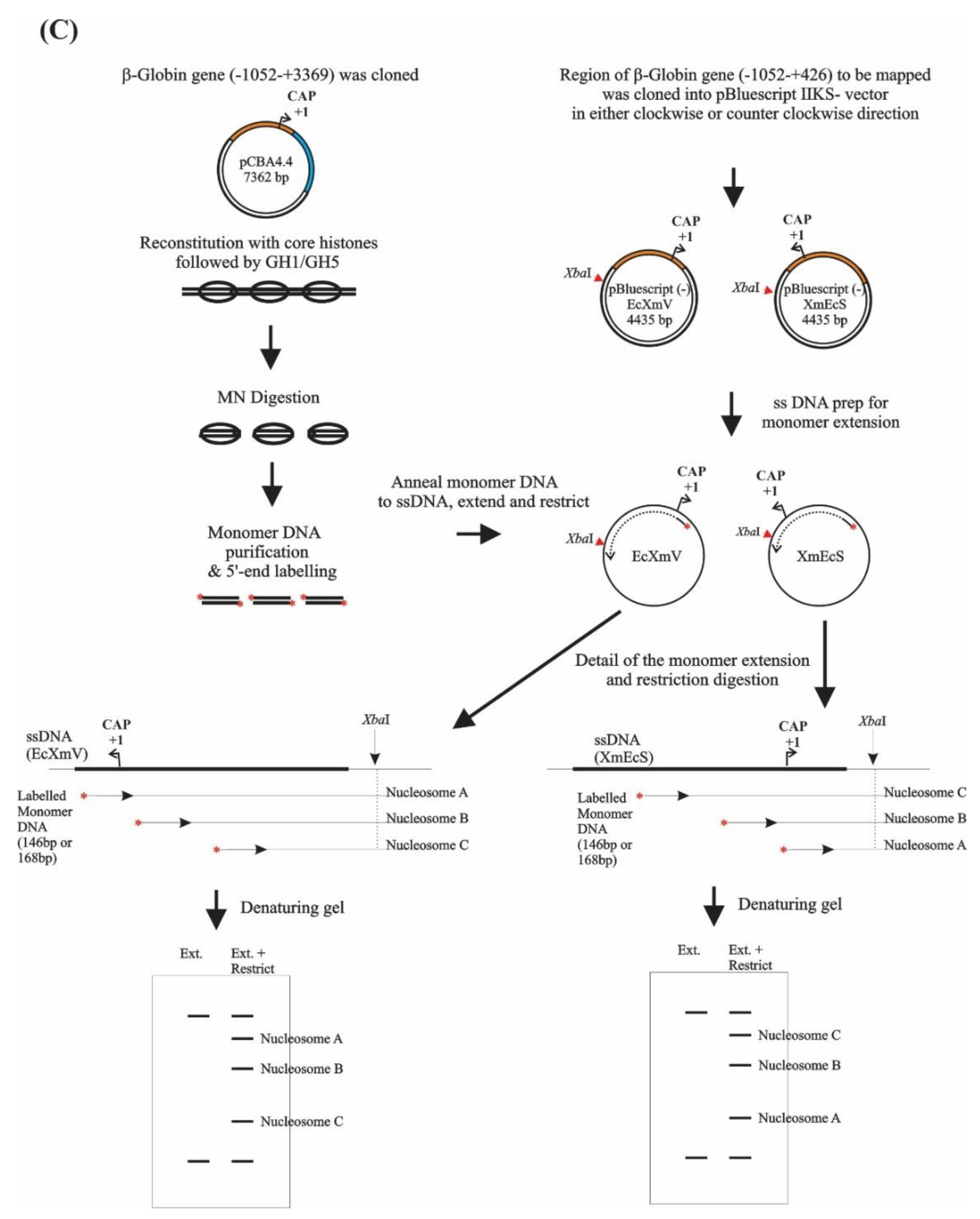 Cells 10 02239 g001b 550