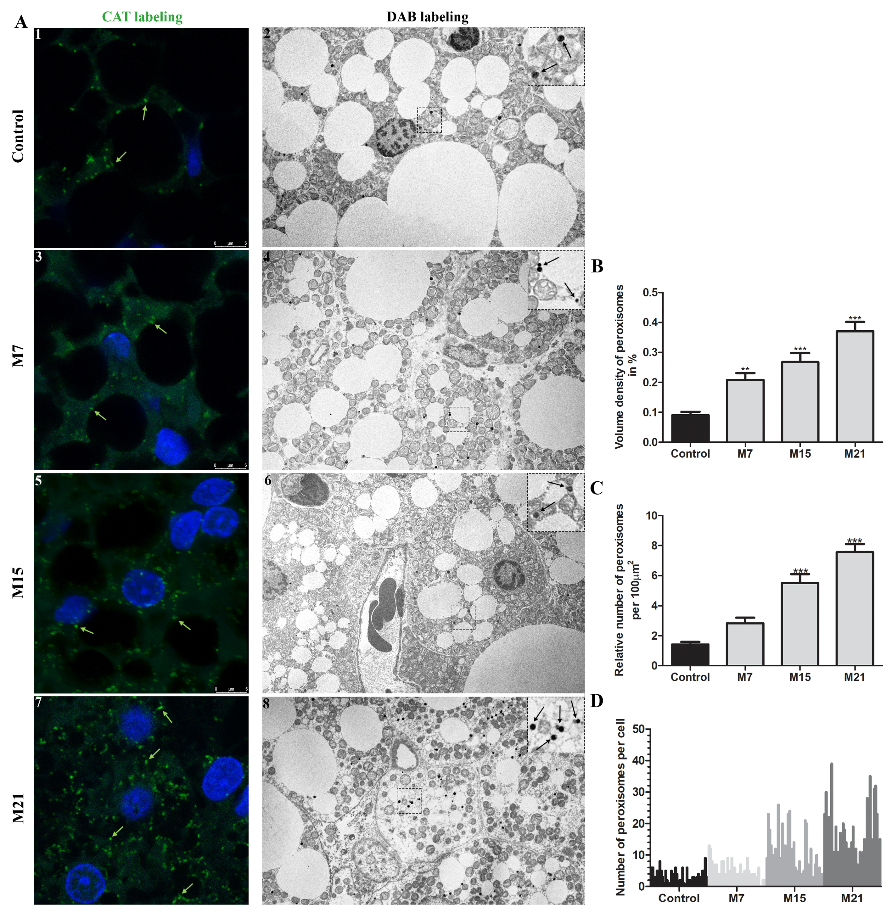 Cells 10 02248 g001 Cells 10 02248 g001