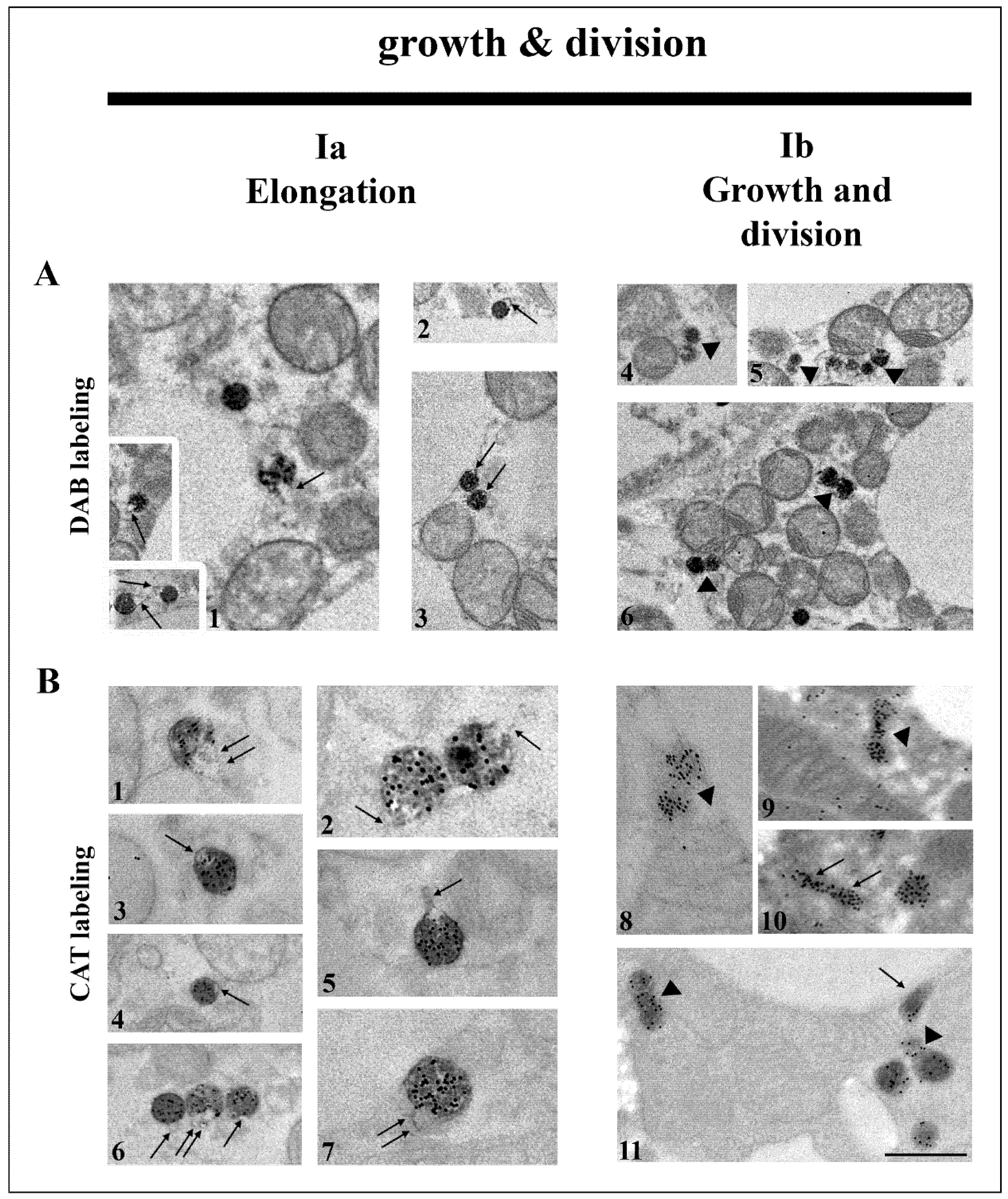 Cells 10 02248 g002 Cells 10 02248 g002