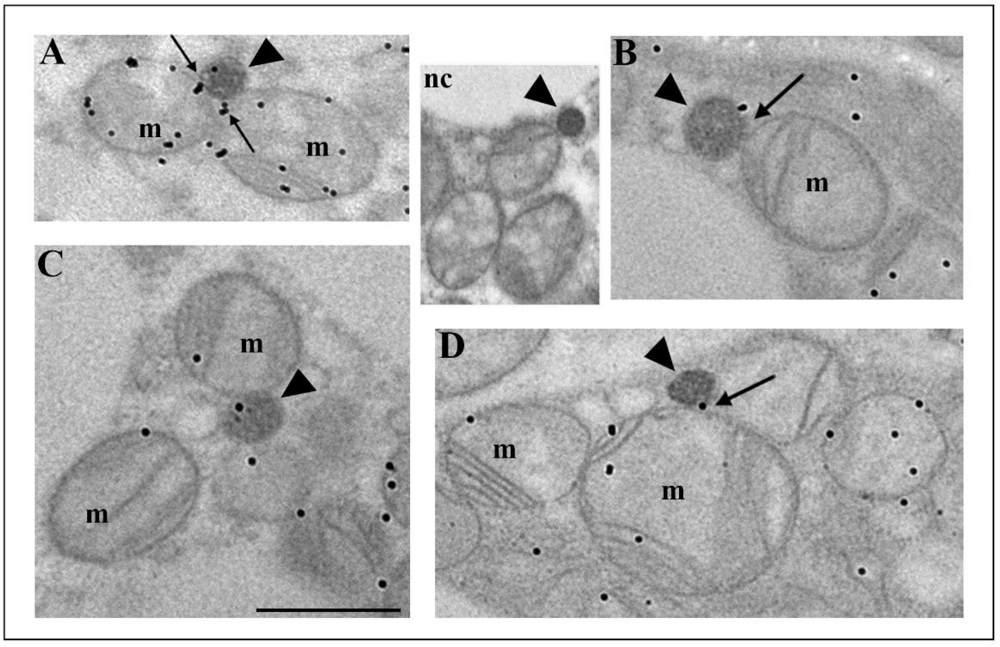 Cells 10 02248 g006 Cells 10 02248 g006