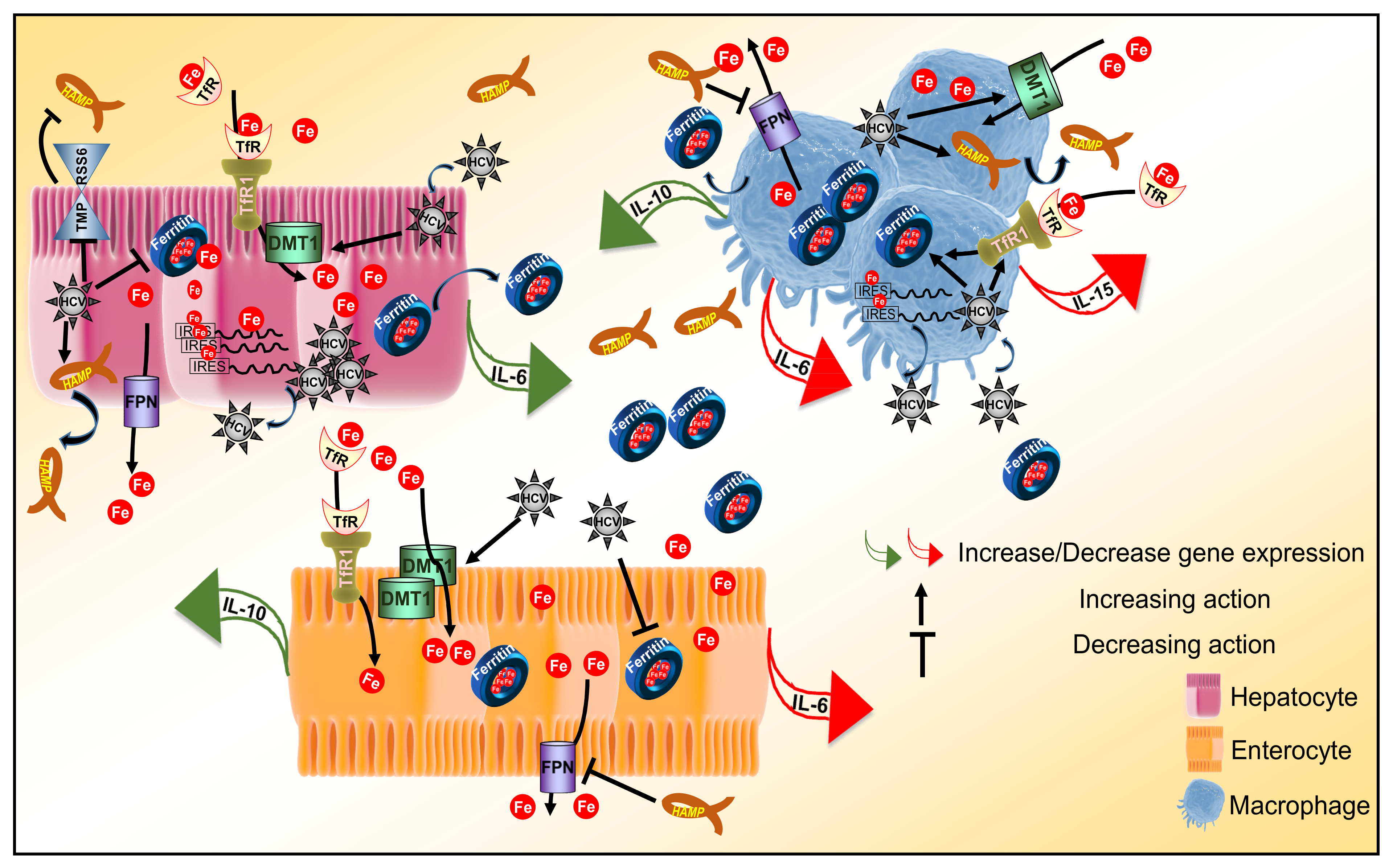 Cells 10 02251 g006 Cells 10 02251 g006