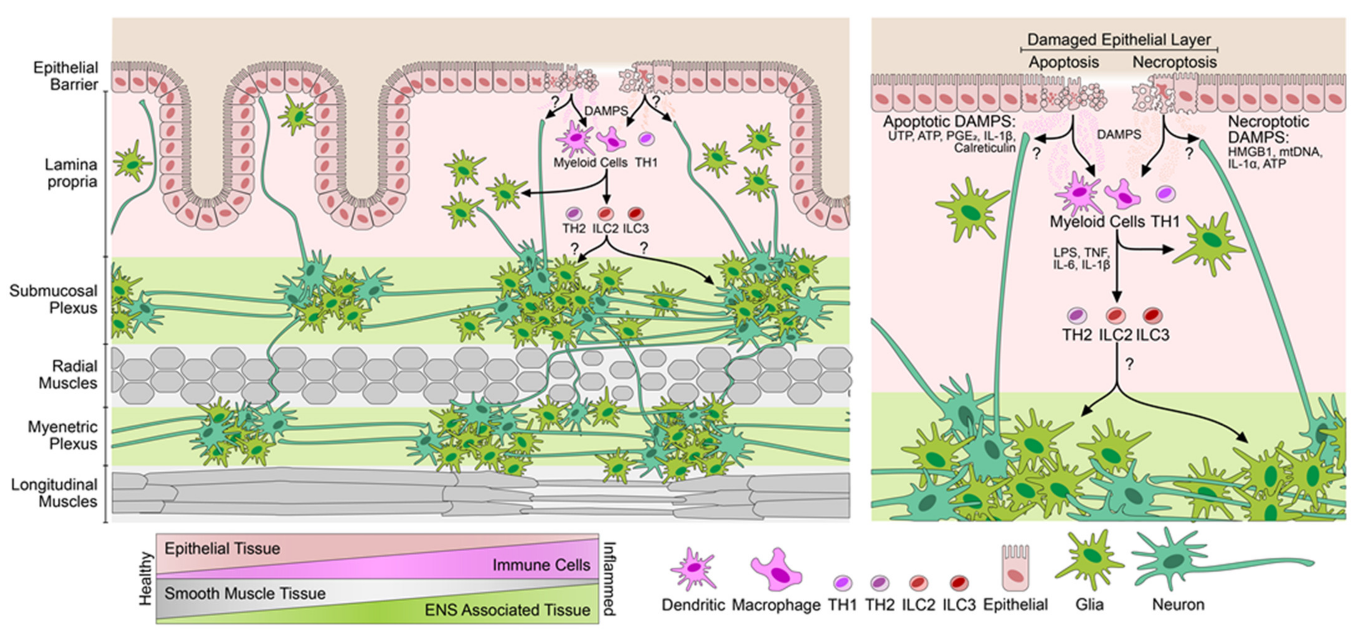 Cells 10 02253 g004 550