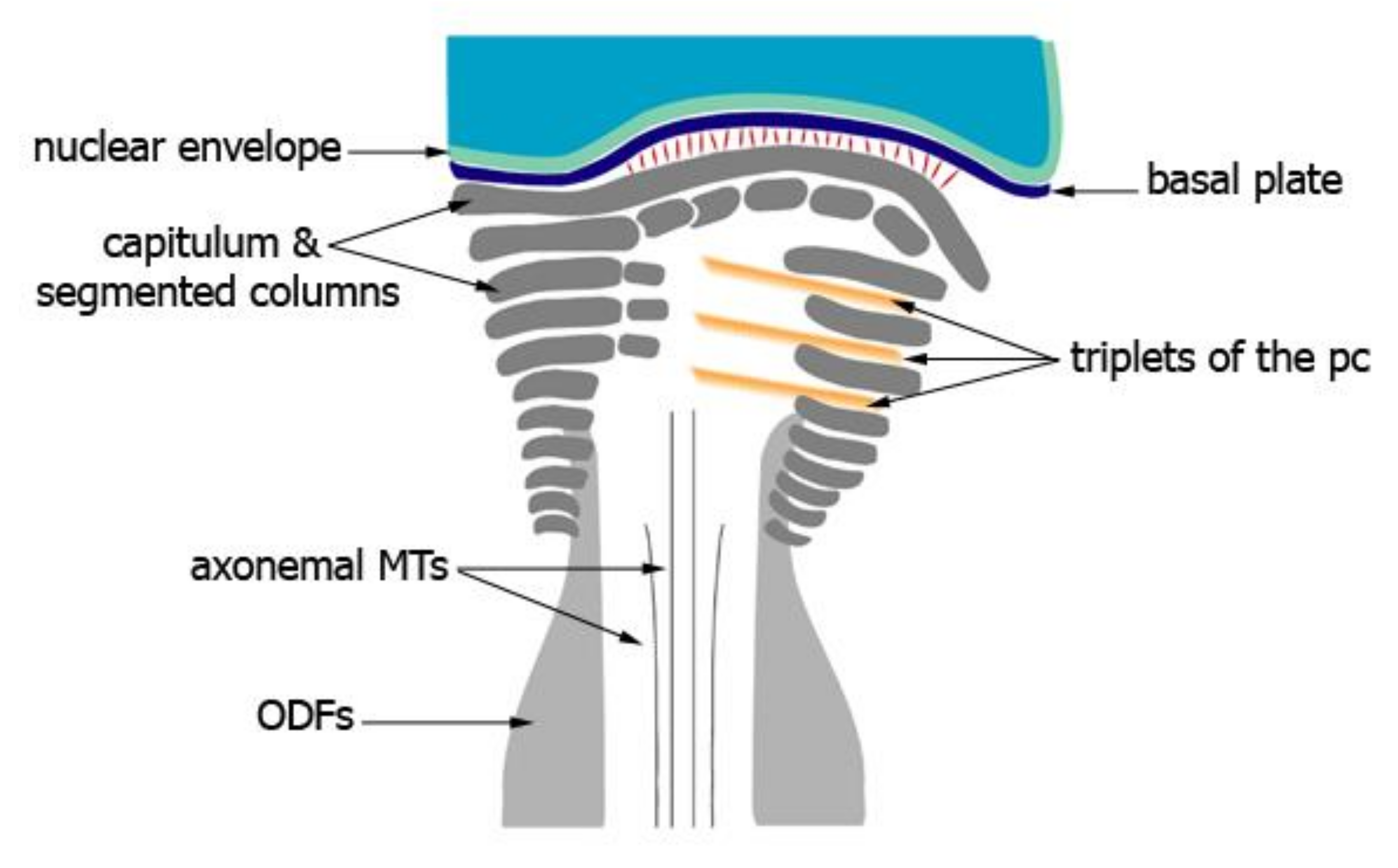 Cells Free Full Text The Transformation Of The Centrosome Into The Basal Body Similarities And Dissimilarities Between Somatic And Male Germ Cells And Their Relevance For Male Fertility Html Cells Free Full Text The Transformation Of The Centrosome Into The Basal Body Similarities And Dissimilarities Between Somatic And Male Germ Cells And Their Relevance For Male Fertility Html