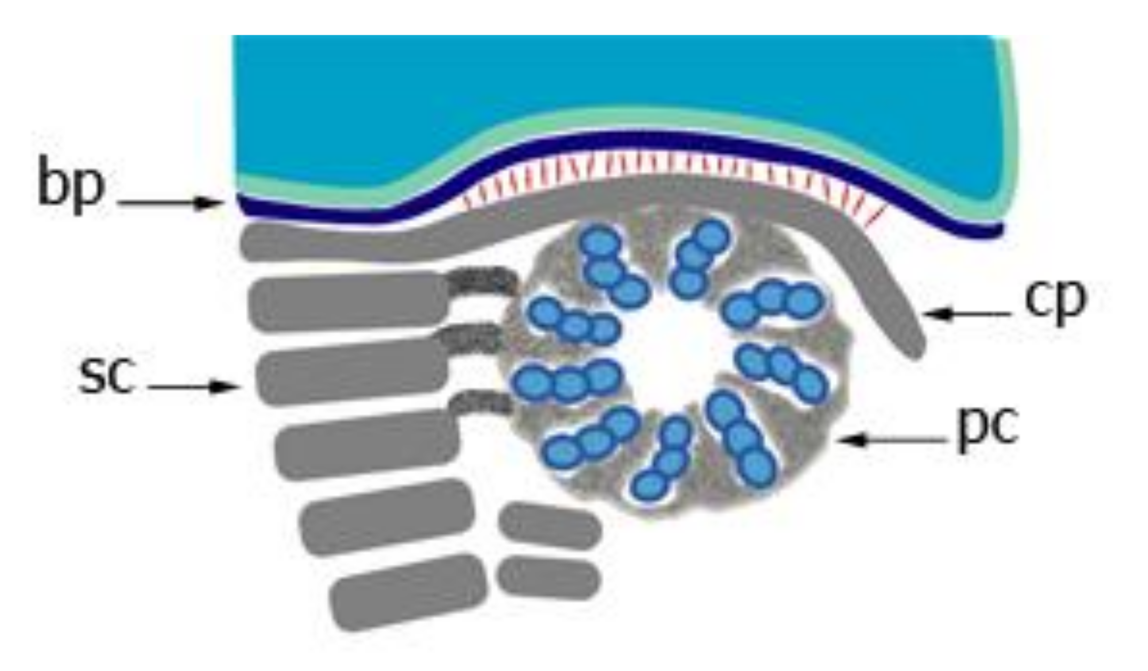 Cells Free Full Text The Transformation Of The Centrosome Into The Basal Body Similarities And Dissimilarities Between Somatic And Male Germ Cells And Their Relevance For Male Fertility Html Cells Free Full Text The Transformation Of The Centrosome Into The Basal Body Similarities And Dissimilarities Between Somatic And Male Germ Cells And Their Relevance For Male Fertility Html