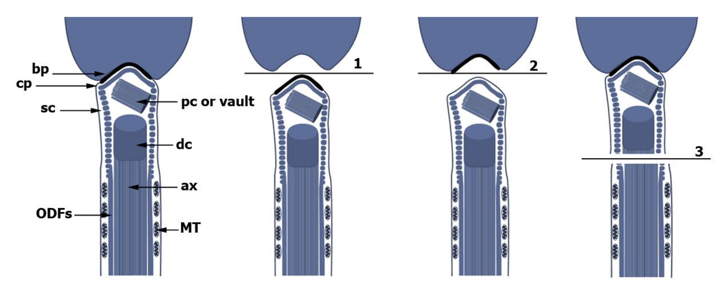 Cells Free Full Text The Transformation Of The Centrosome Into The Basal Body Similarities And Dissimilarities Between Somatic And Male Germ Cells And Their Relevance For Male Fertility Html Cells Free Full Text The Transformation Of The Centrosome Into The Basal Body Similarities And Dissimilarities Between Somatic And Male Germ Cells And Their Relevance For Male Fertility Html