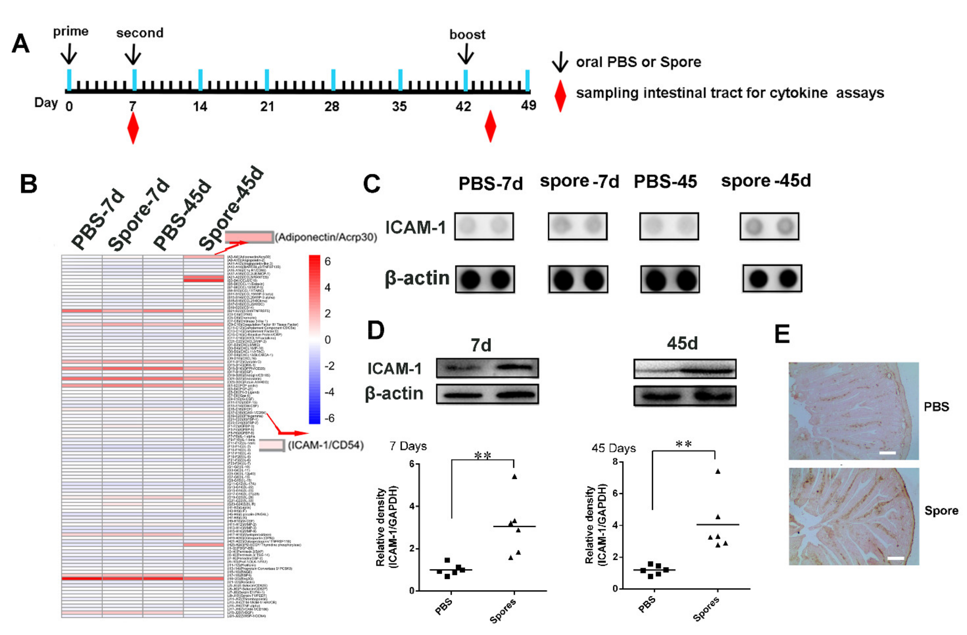 Cells 10 02267 g004 550