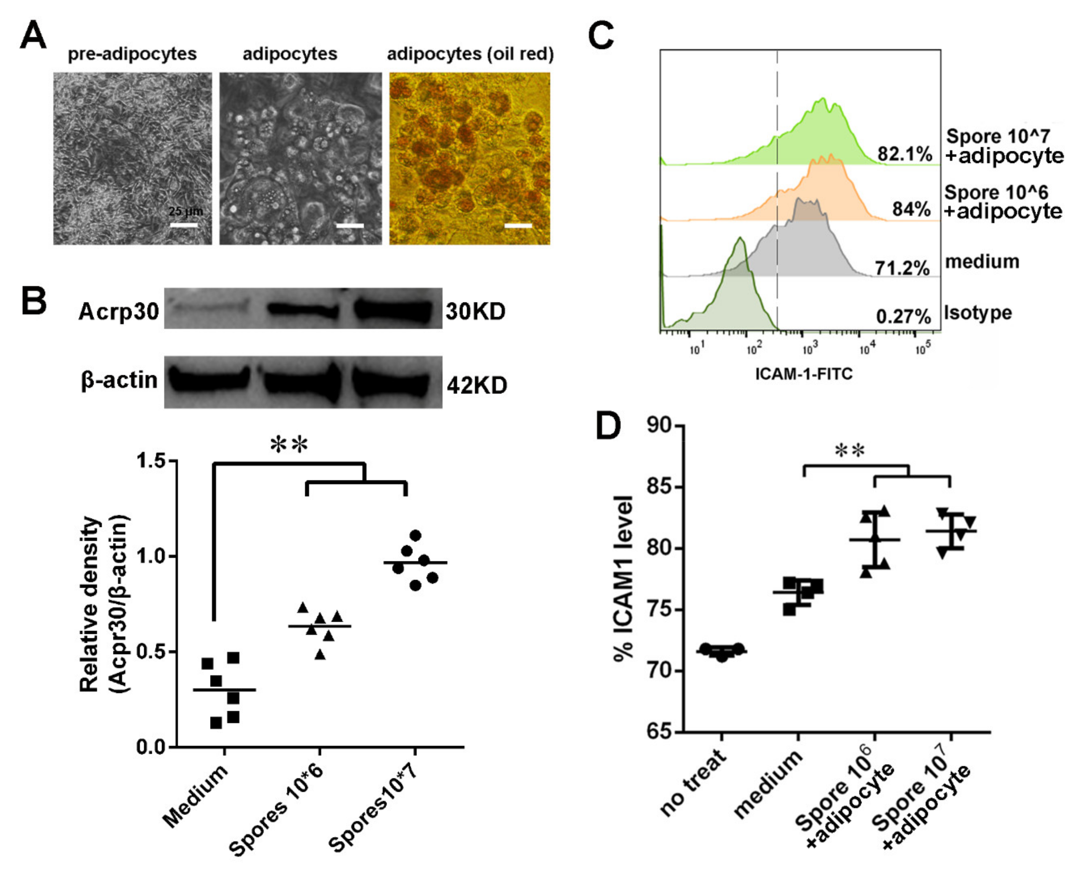 Cells 10 02267 g006 550