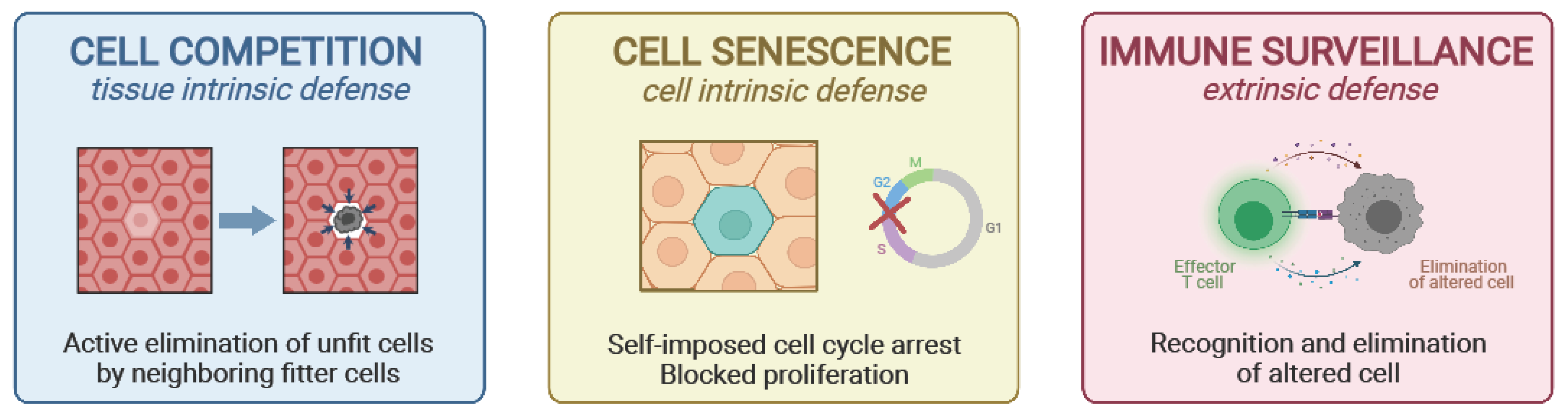 Cells 10 02269 g001