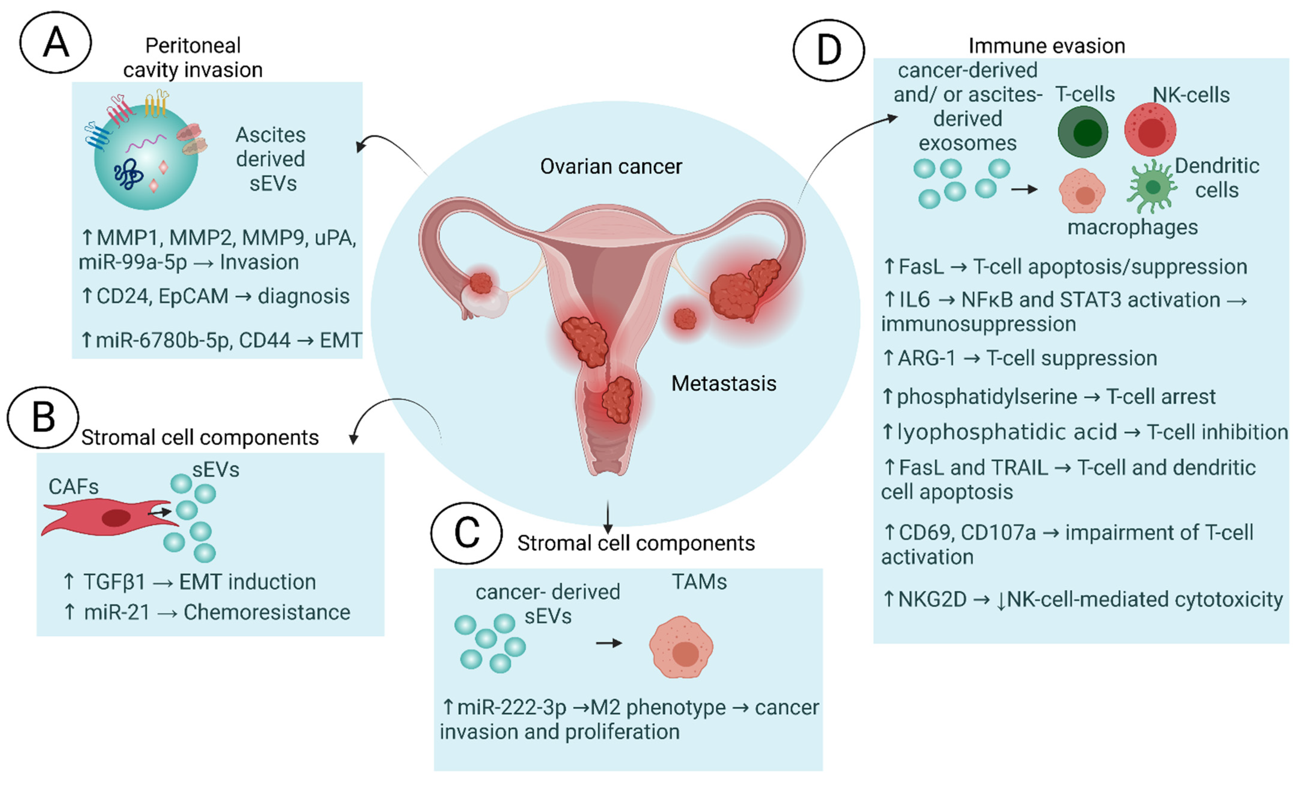 Cells | Free Full-Text | Ovarian-Cancer-Associated Extracellular Vesicles:  Microenvironmental Regulation and Potential Clinical Applications | HTML