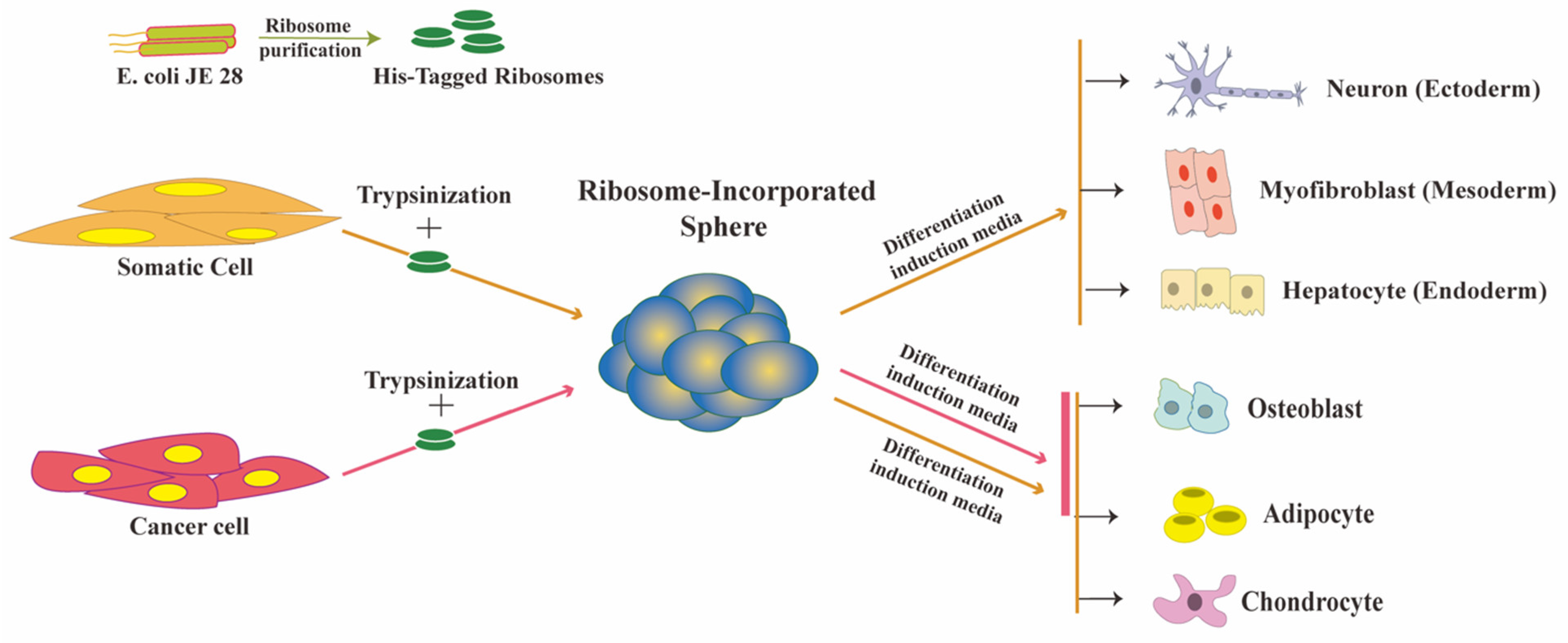Cells 10 02276 g001 Cells 10 02276 g001