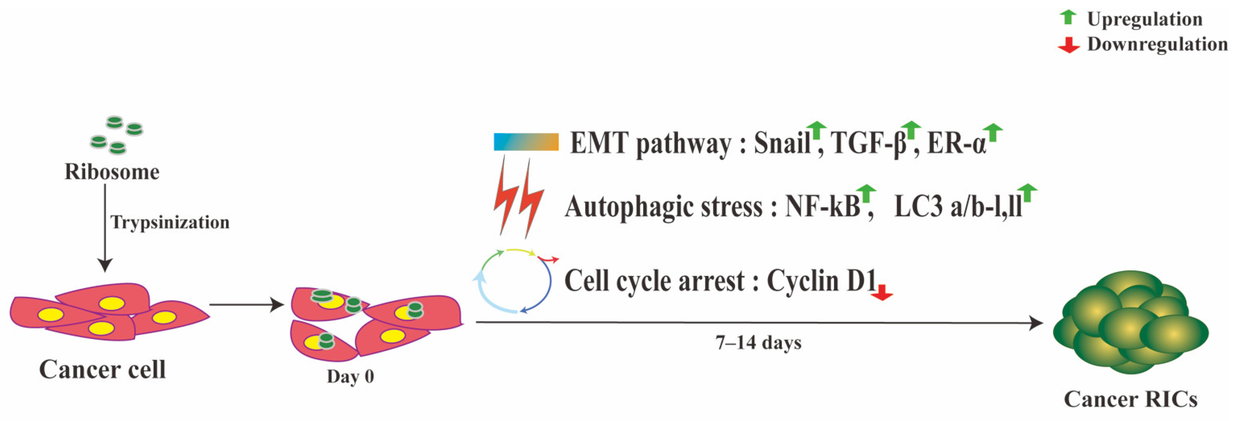 Cells 10 02276 g003 Cells 10 02276 g003