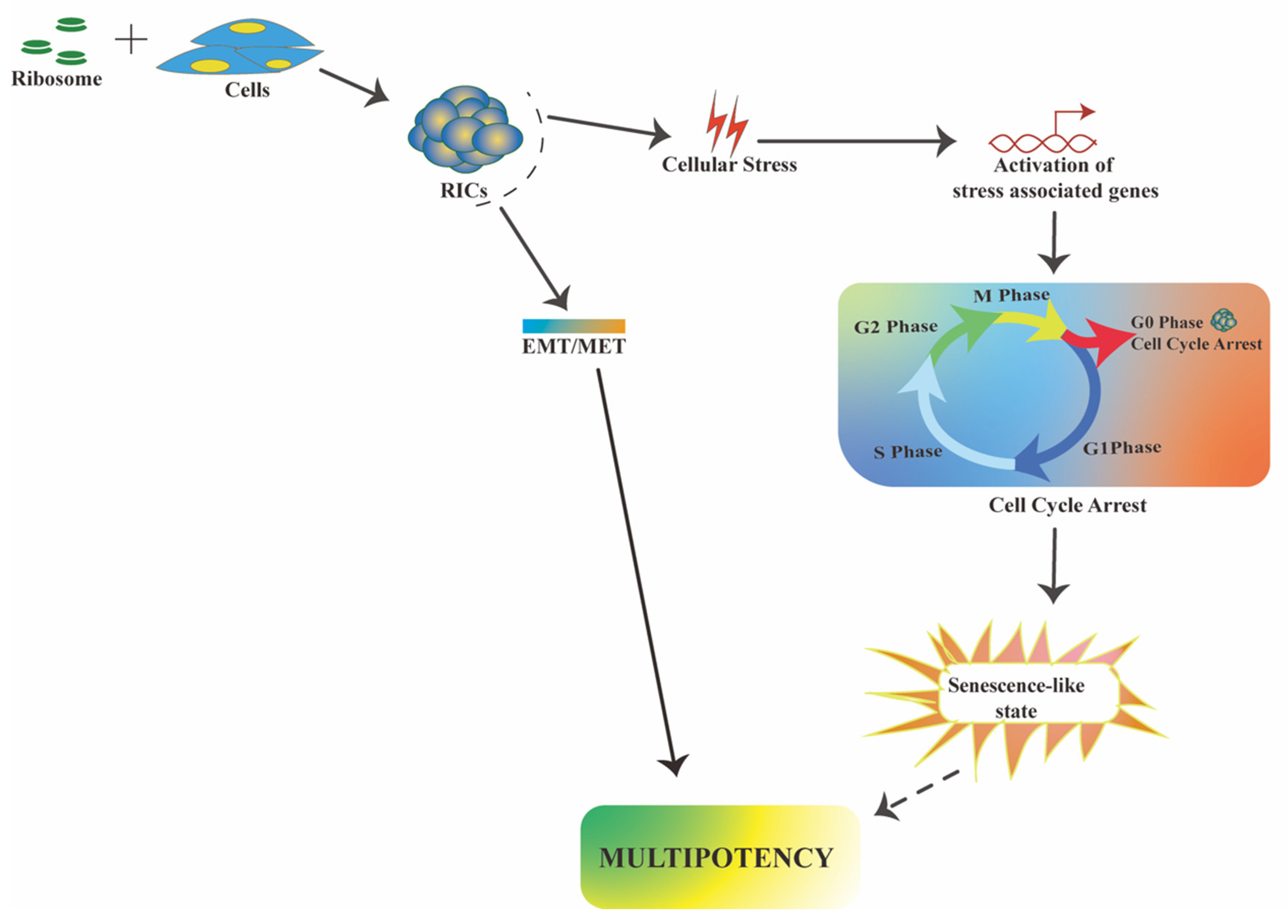 Cells 10 02276 g004 Cells 10 02276 g004