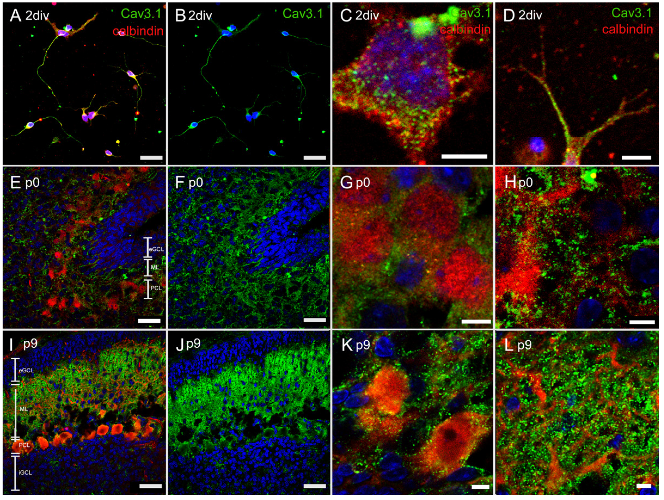 Cells 10 02277 g004 Cells 10 02277 g004