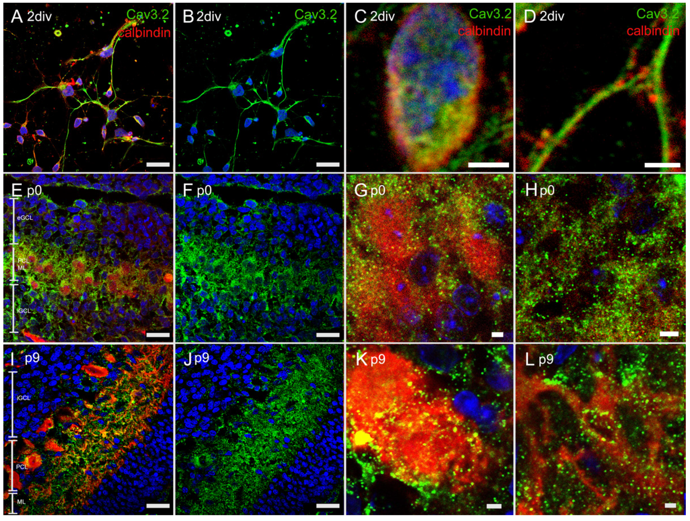 Cells 10 02277 g005 Cells 10 02277 g005