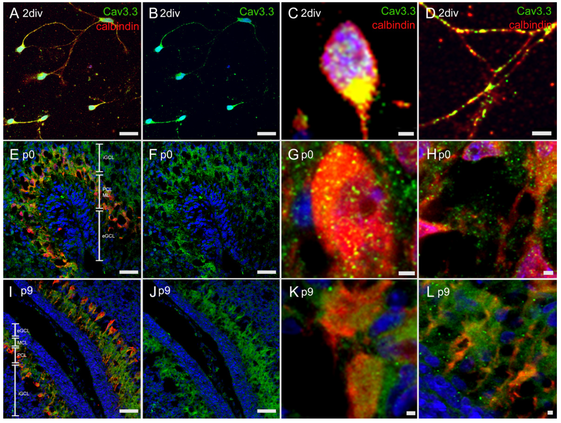 Cells 10 02277 g006 Cells 10 02277 g006