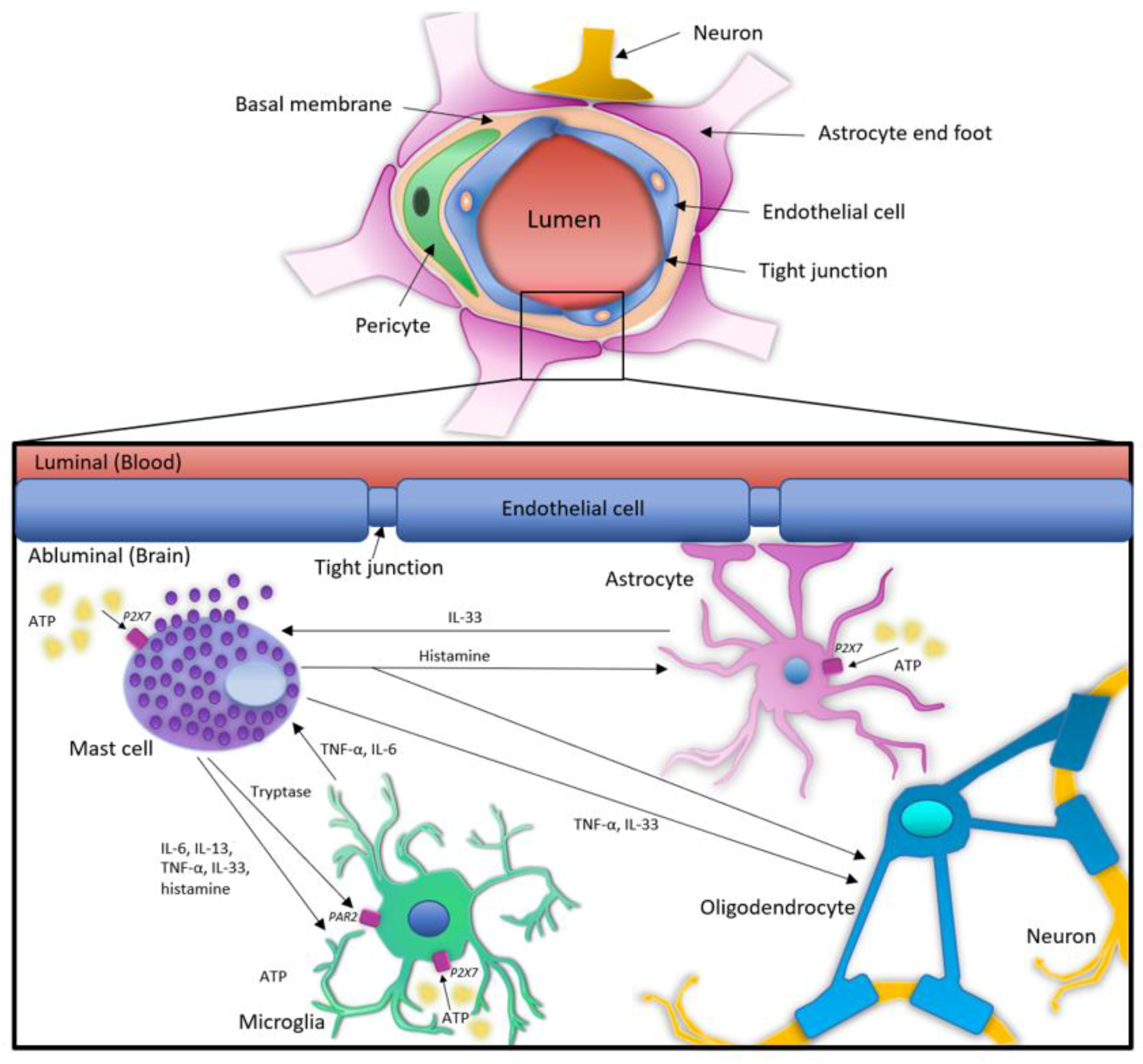 Cells 10 02282 g001 Cells 10 02282 g001