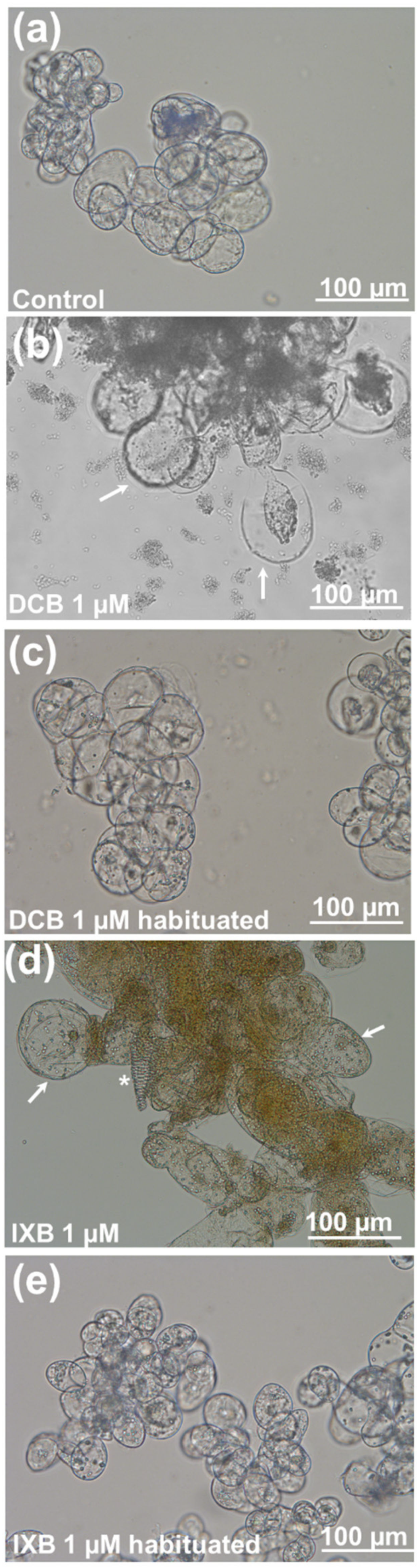 Cells 10 02295 g003 550