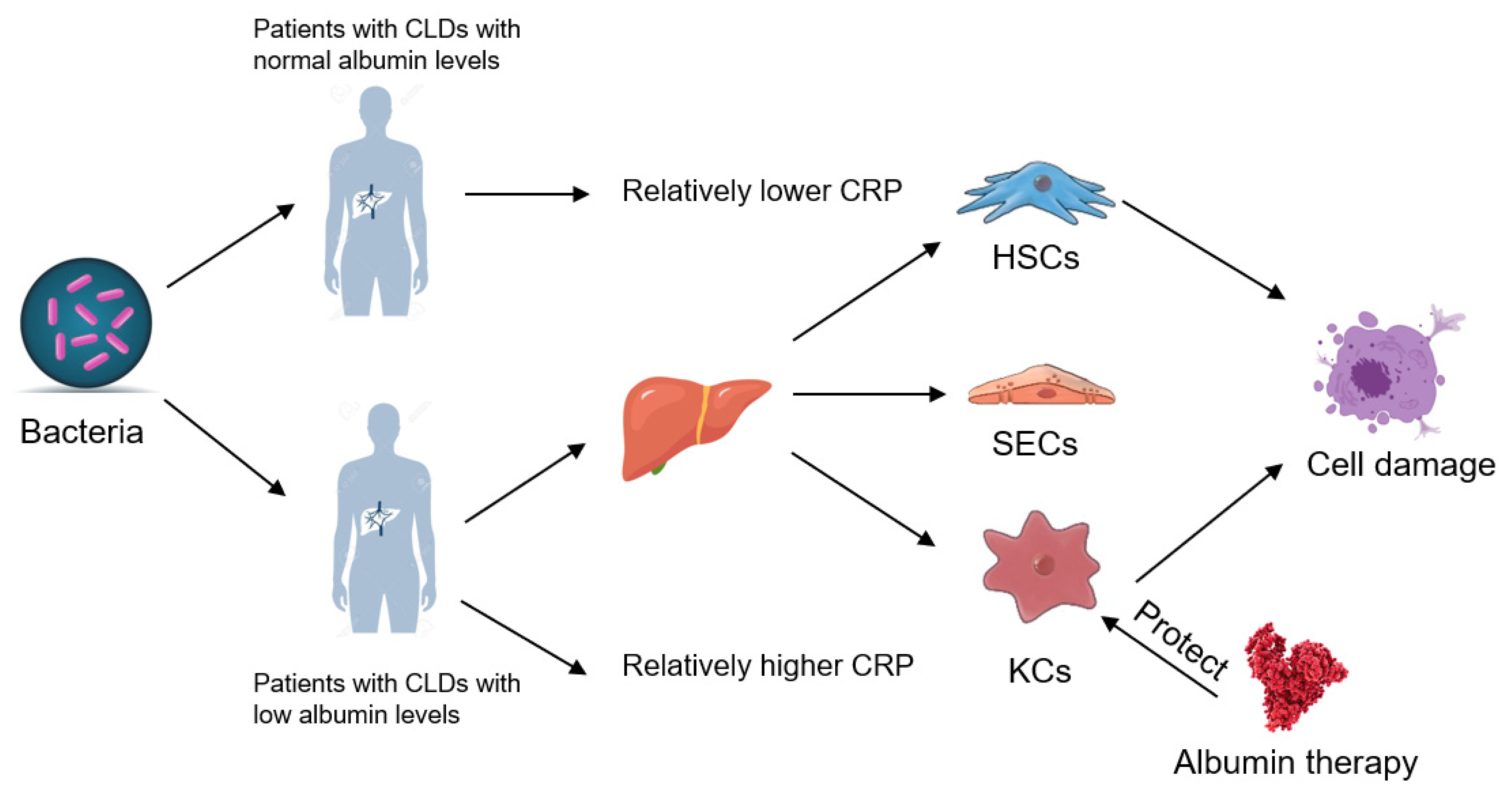 Cells 10 02298 g005 Cells 10 02298 g005
