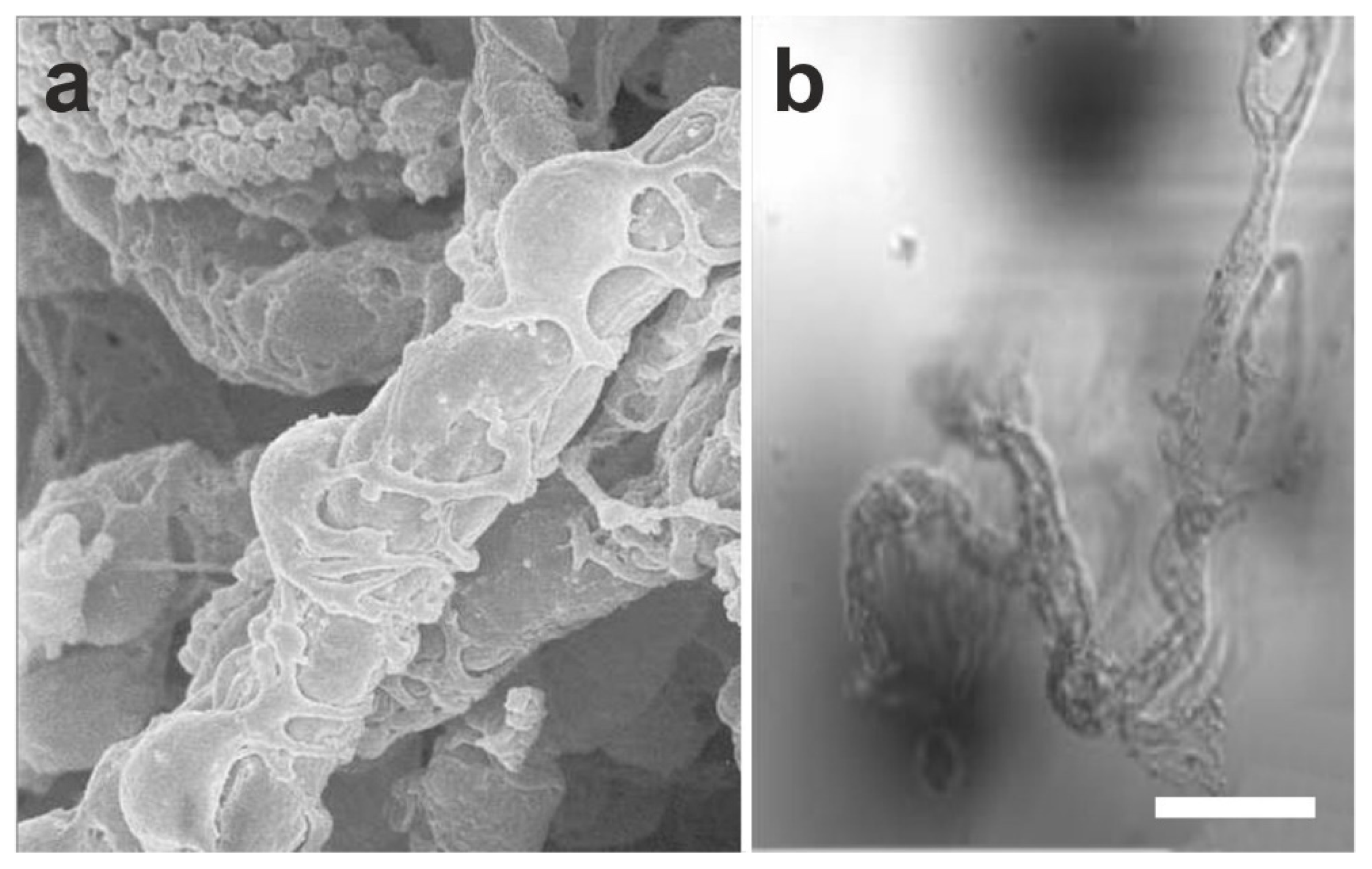 Cells 10 02303 g001