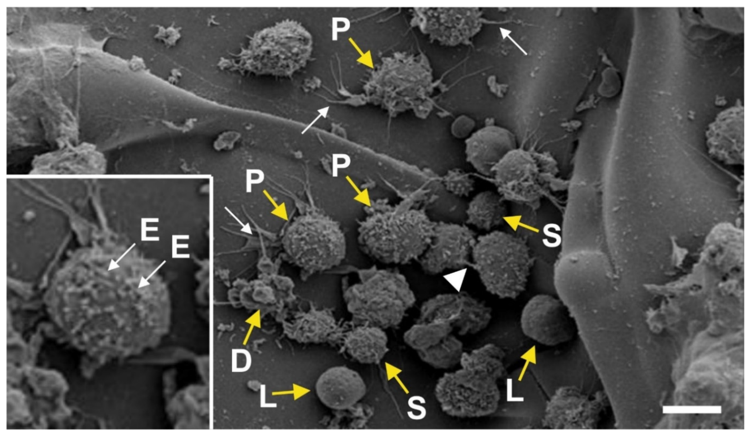 Cells 10 02303 g002