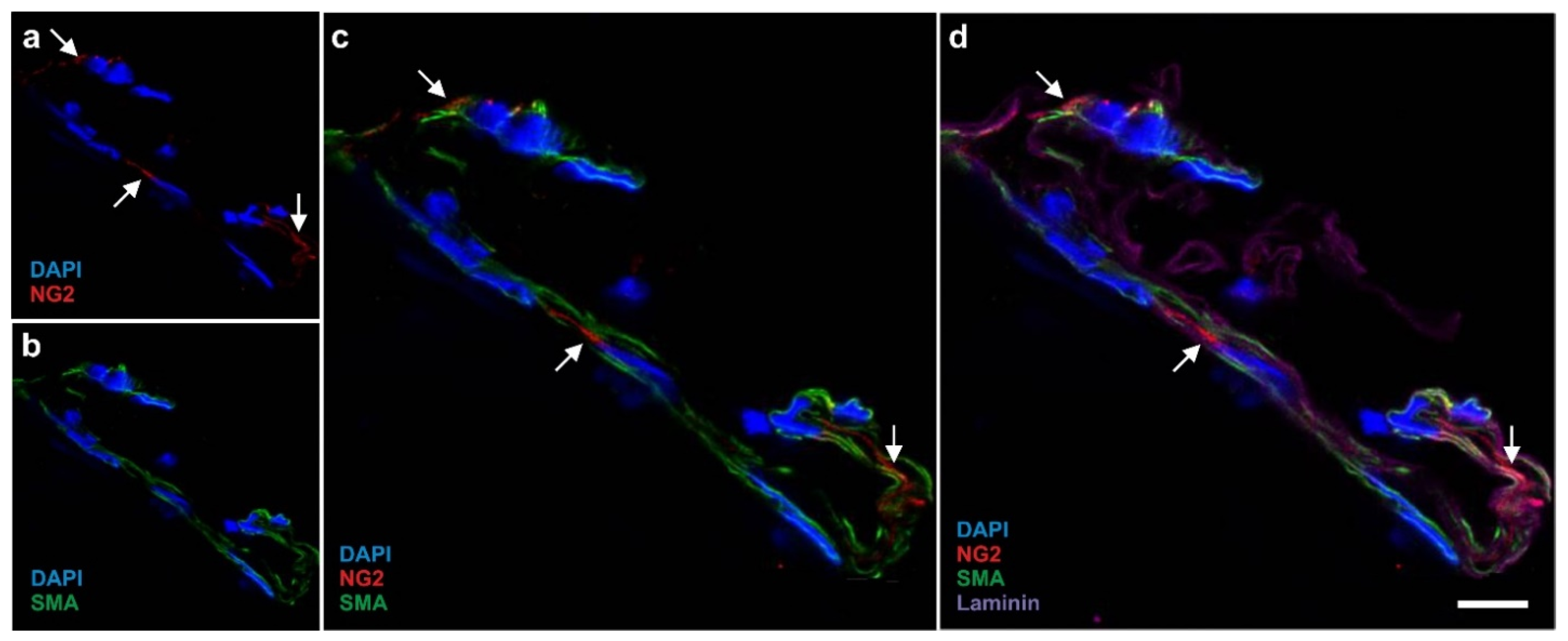 Cells 10 02303 g003