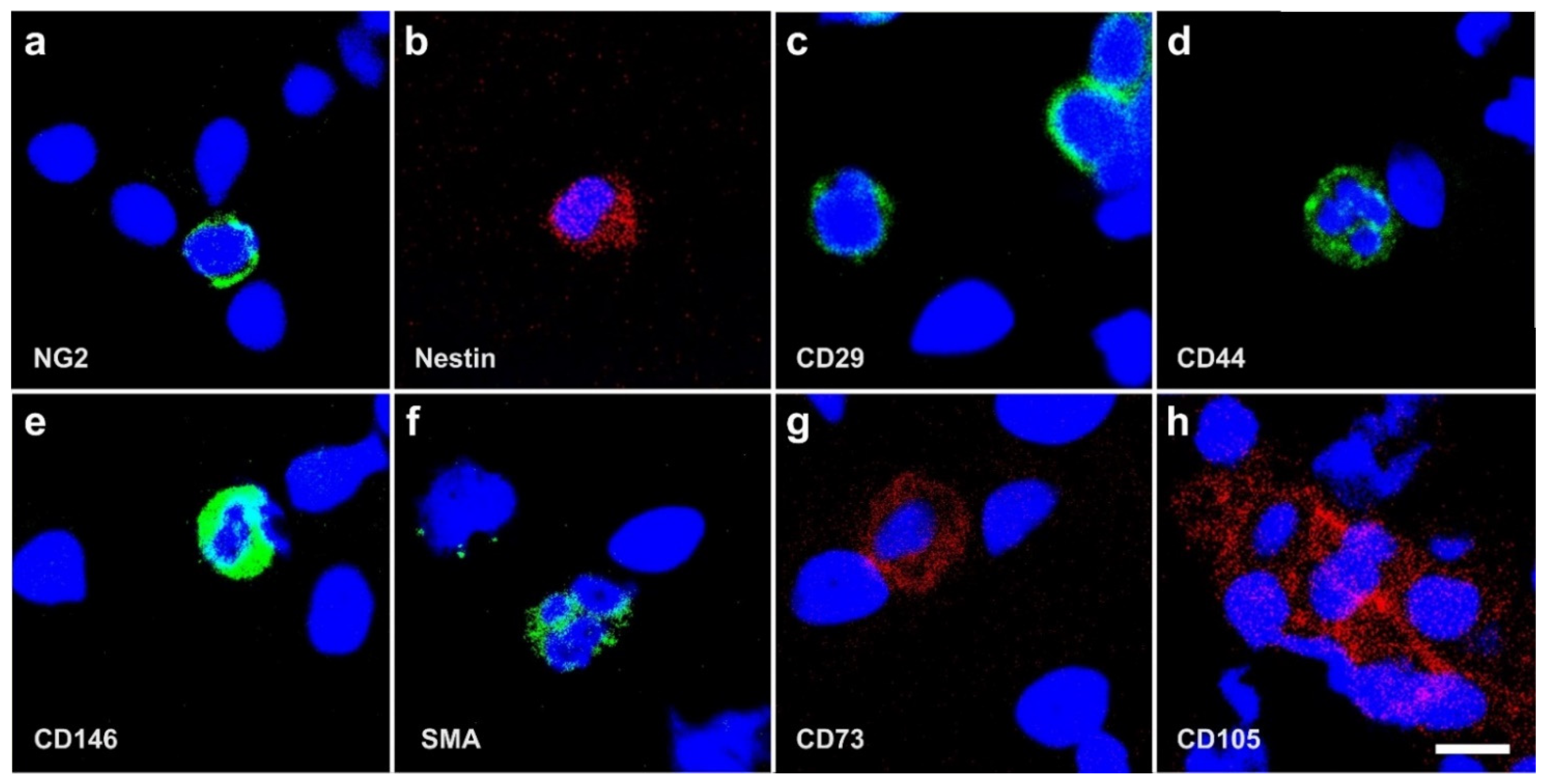 Cells 10 02303 g004
