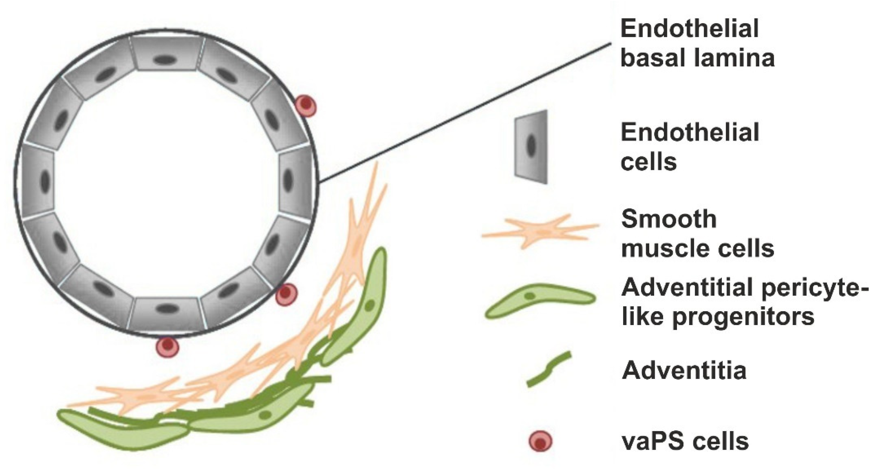 Cells 10 02303 g005