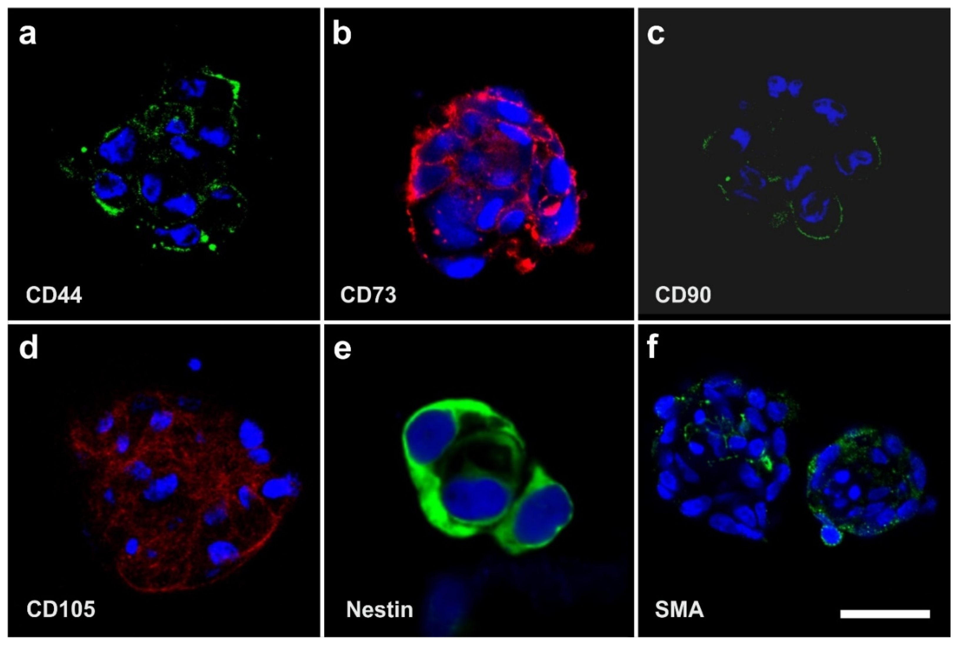 Cells 10 02303 g010