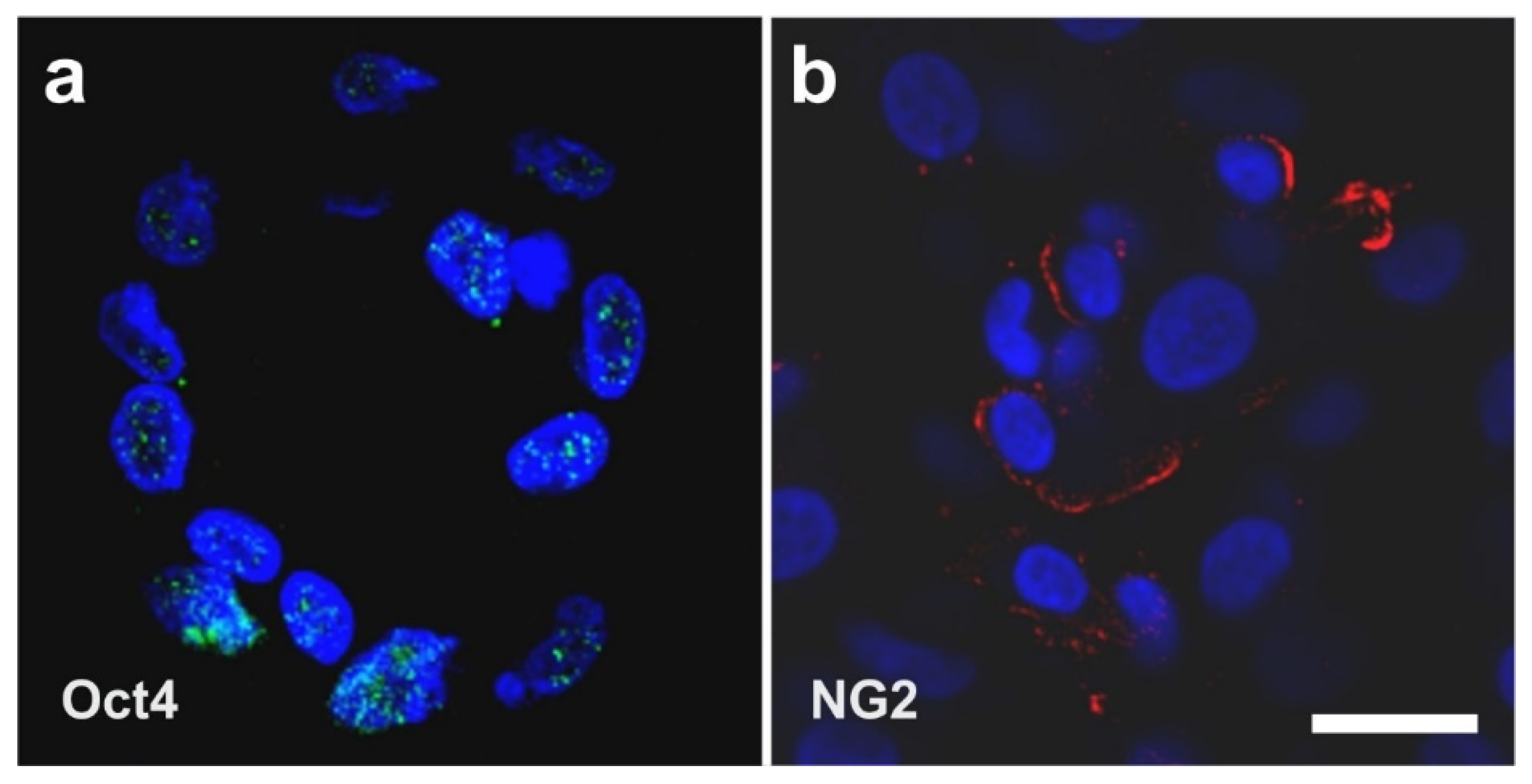 Cells 10 02303 g011