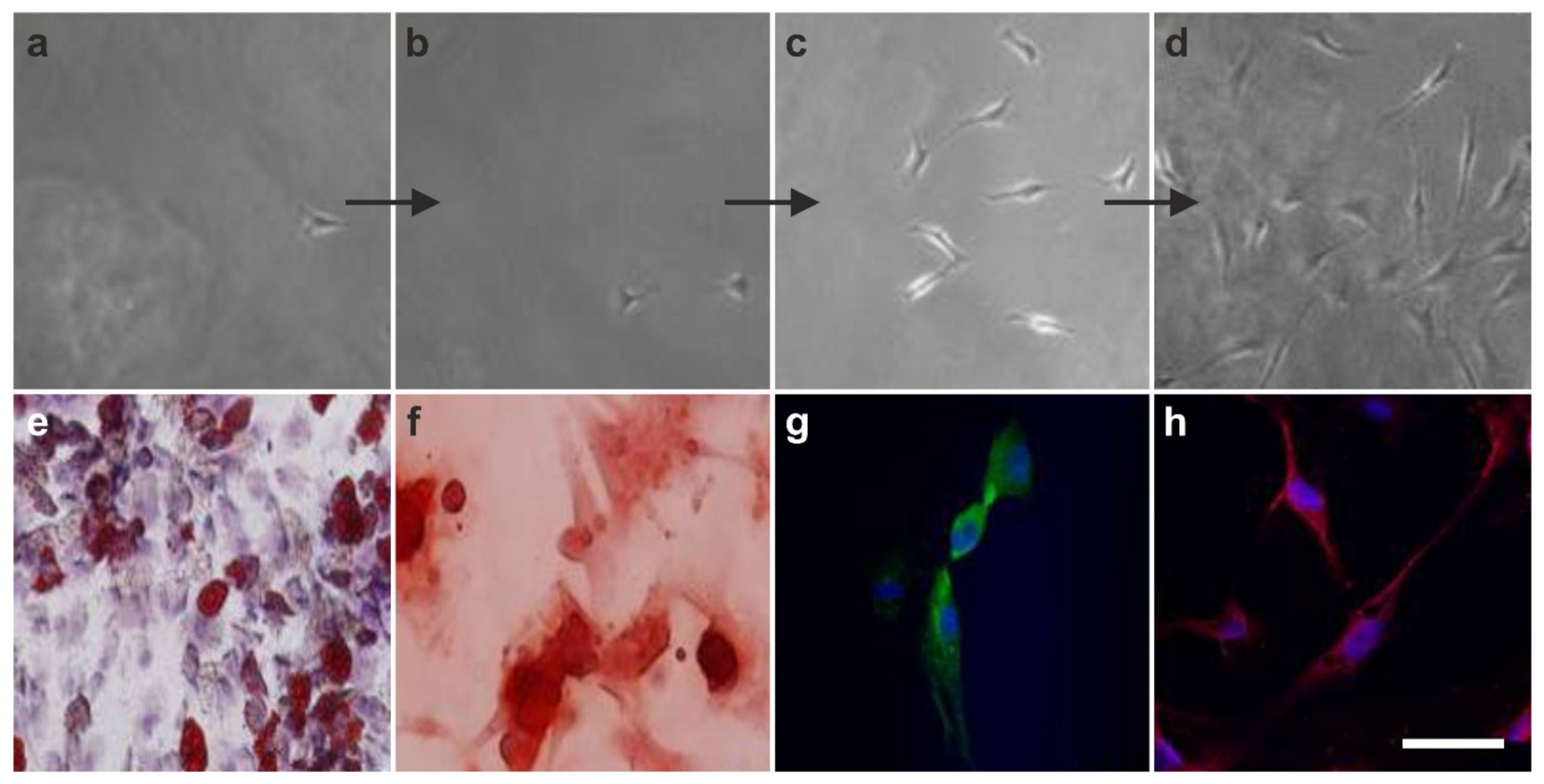 Cells 10 02303 g012